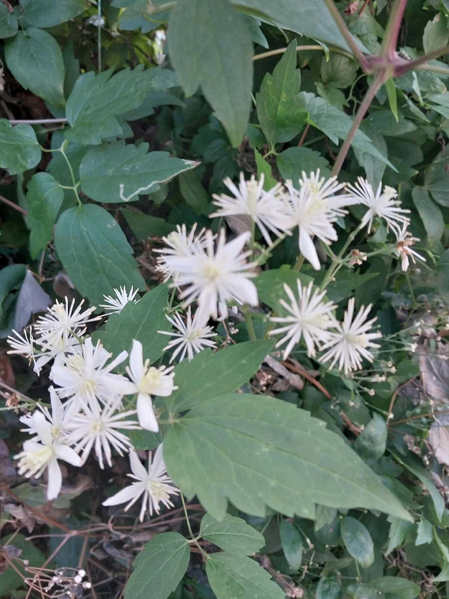 A cluster of delicate white clematis flowers with thin, star-like petals and yellow stamens is in full bloom, nestled amongst lush green foliage. The flowers vary in focus, with some sharply defined and others softly blurred, creating a sense of depth. The leaves are broad and veined, with a slightly matte texture. The overall scene is one of natural abundance and vibrant life. The image was taken in Dnipro, Ukraine.