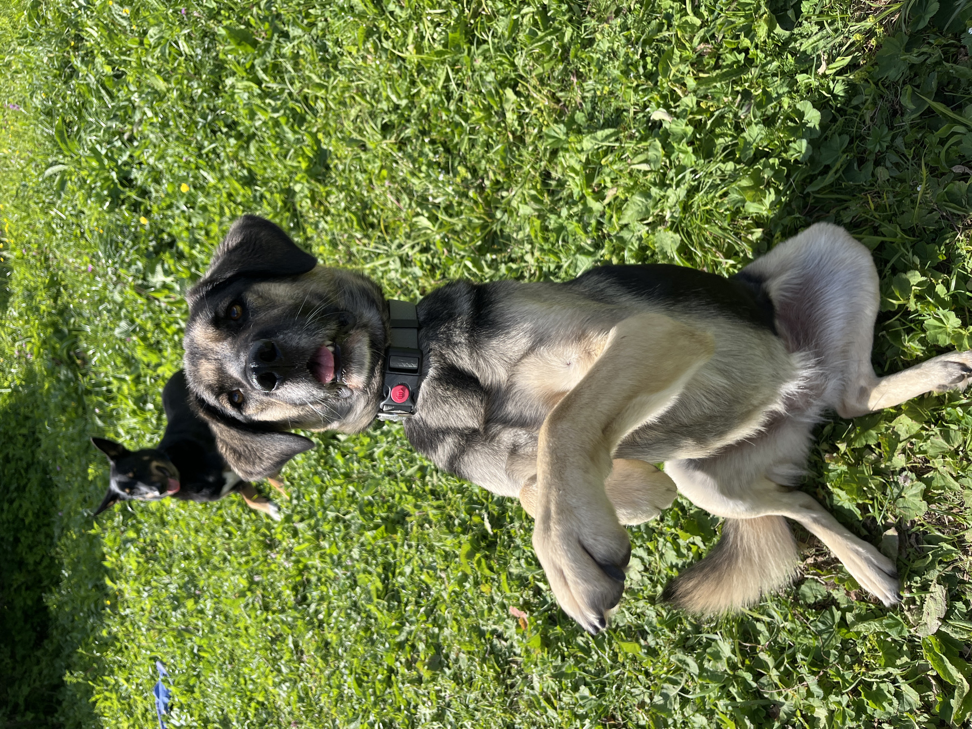 This image depicts two dogs on a grassy outdoor area. The dog in the foreground, a medium-sized mix with tan and black fur, is sitting upright with its front paws raised, appearing to beg or play. It wears a dark collar with a red button. The second dog, a smaller black and tan breed, is positioned behind and to the left, also on the grass, with its head turned towards the camera and its tongue slightly out. The environment is characterized by lush green grass, suggesting a park or yard. The lighting indicates it is daytime, with sunlight casting shadows. There are no people visible in the image. The location in Nizhny Tagil, Russia is not visually discernible from the image content.