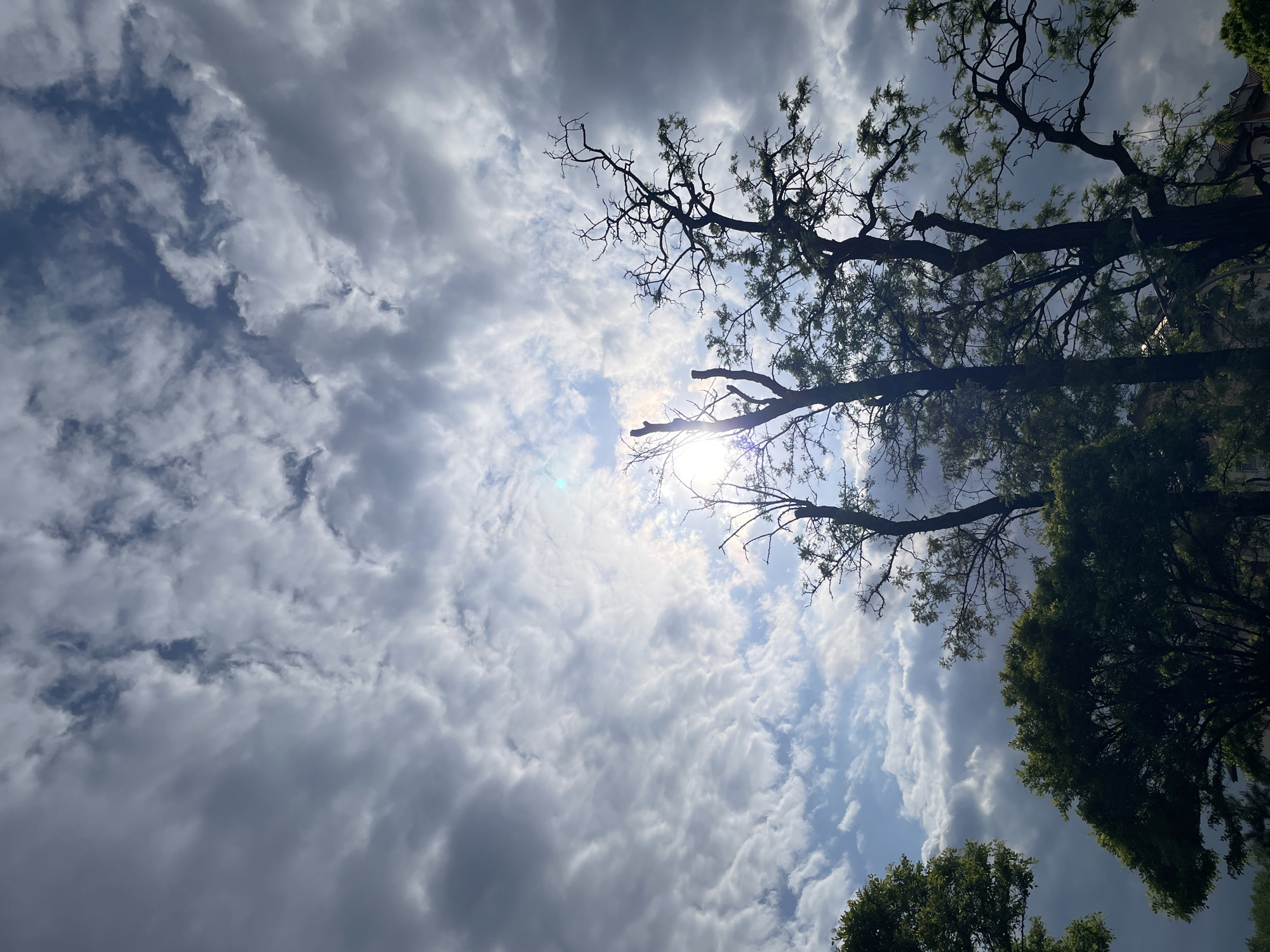 The image shows a view looking upwards towards the sky. The sky is filled with numerous white and grey clouds. The sun is visible, partly obscured by the clouds, with a bright glare. In the foreground, branches and leaves of trees are seen on the right side of the image. The location is in a city, possibly Unknown, Unknown, though the specific location cannot be determined from the image. There are no people visible.