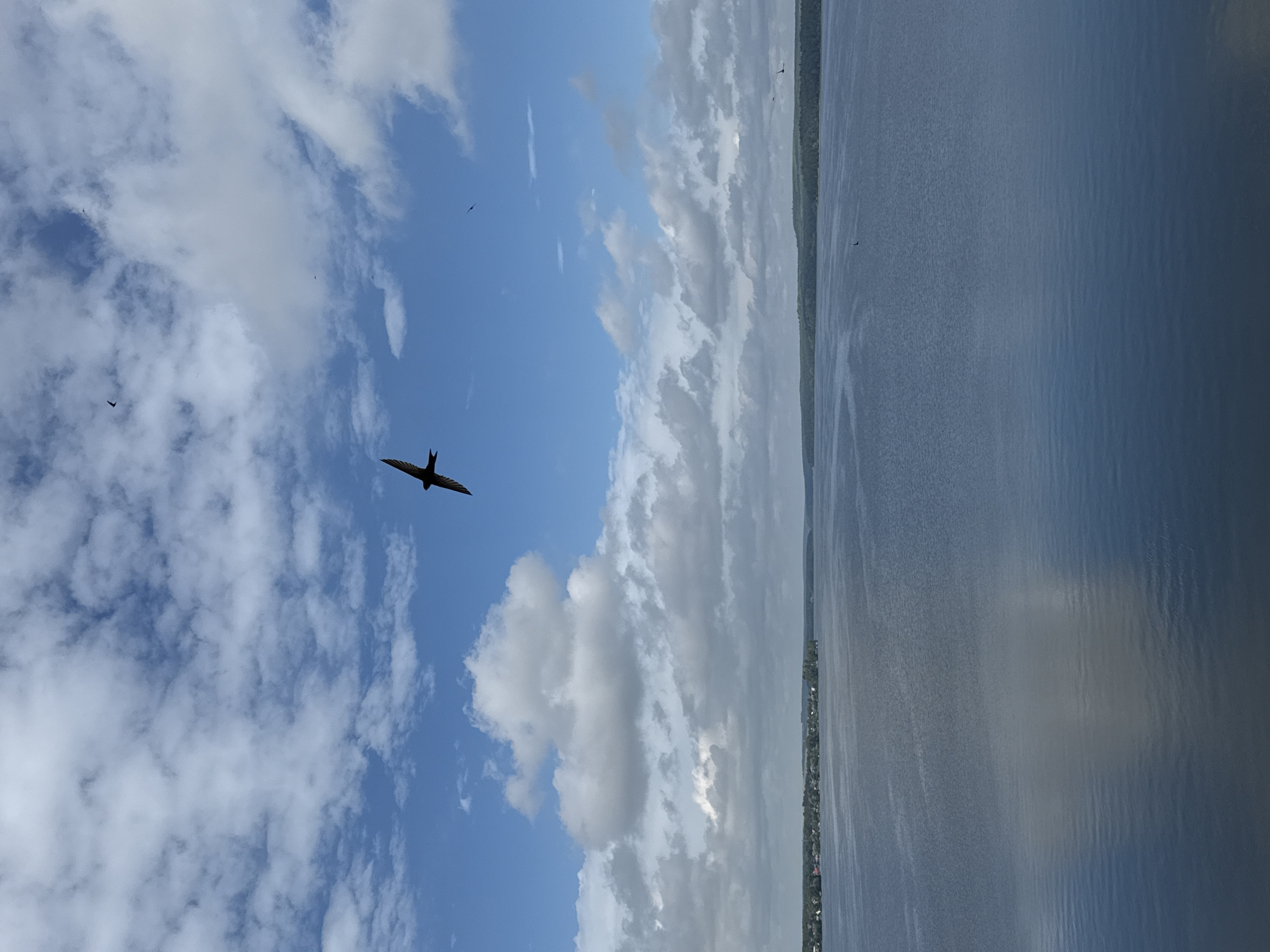 A wide shot captures a serene lake in Votkinsk, Russia, under a partly cloudy sky. The calm, blue water reflects the white, fluffy clouds scattered across the bright sky. In the distance, a tree-lined shore with a small settlement is visible on the left side of the frame. Several birds are in flight across the sky, with one prominent bird captured mid-flight in the upper center of the image. The overall scene depicts a peaceful natural landscape.