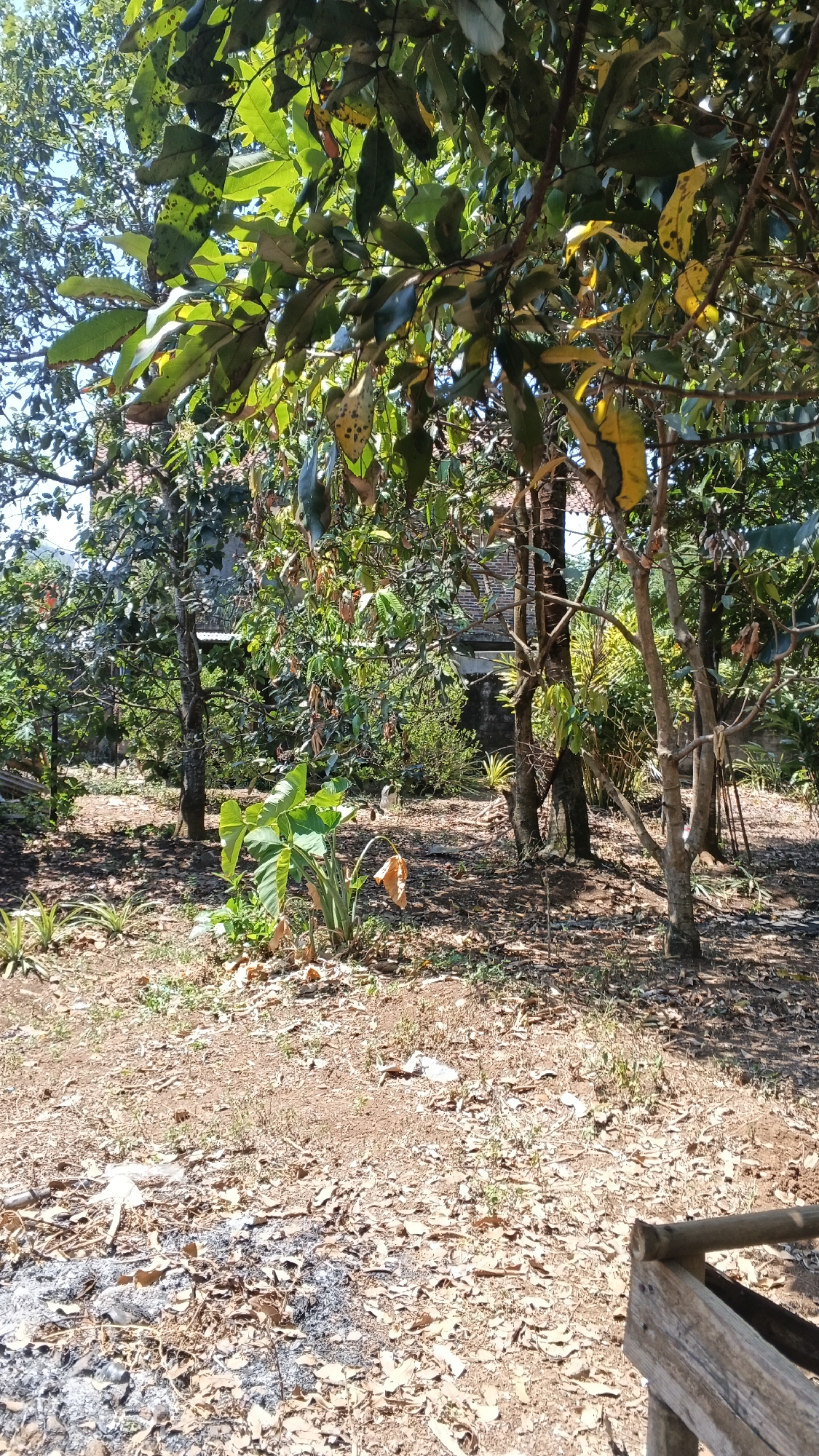 The image depicts an outdoor scene in Karangjati, Indonesia, characterized by dense foliage and a natural, somewhat overgrown environment. The foreground is a dry, earthy ground covered with fallen leaves, interspersed with small green plants and patches of ash from a fire. To the left, there are some spiky plants. In the mid-ground, a large-leafed plant, possibly taro, stands out with its vibrant green leaves, and a withered brown leaf is visible nearby. Behind this, several trees with rough bark and branches laden with leaves create a canopy. Some of the leaves are green, while others have turned yellow, indicating a possible change of season or plant health. The background reveals glimpses of structures, including what appears to be a house with a terracotta-tiled roof and a concrete wall. The overall atmosphere is one of a tropical, slightly unkempt garden or yard, bathed in natural sunlight, casting dappled shadows on the ground. A portion of a rustic wooden structure is visible in the bottom right corner of the frame. No people are present in the image.