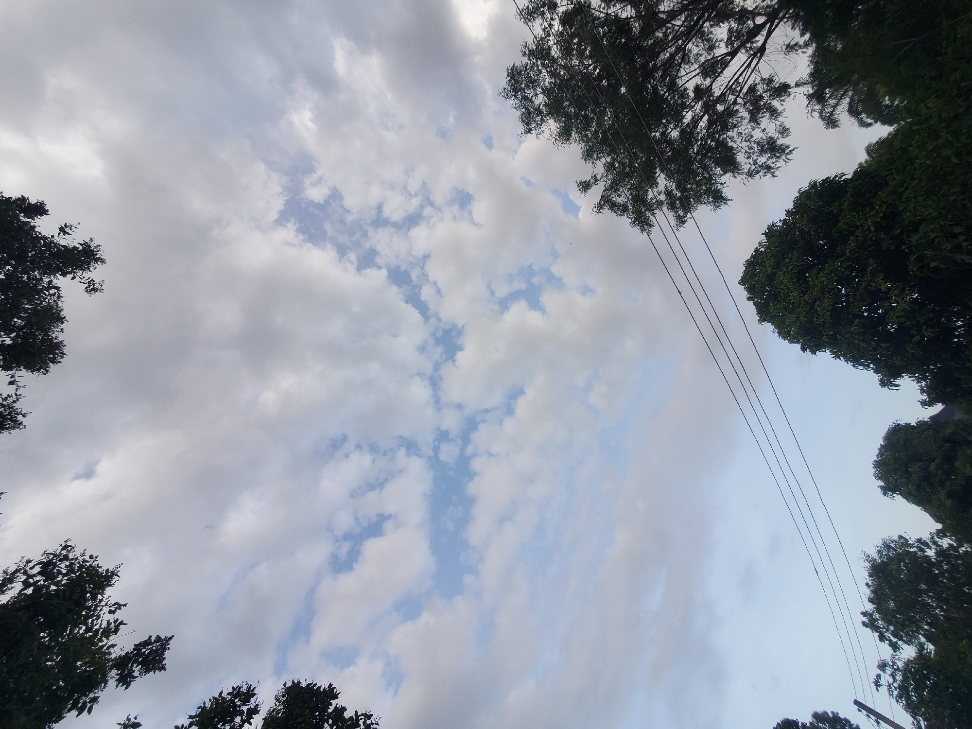 This image captures a view of the sky and treetops, with power lines visible in the foreground, taken from Jos, Nigeria. The sky is partially covered with clouds, with patches of blue sky visible. The clouds are varied in texture and density, some appearing fluffy and white, while others are darker and more diffused. Several dark green trees with dense foliage occupy the lower portion of the frame, with their branches extending upwards towards the sky. The trees frame the scene from the sides and across the bottom. Three parallel power lines traverse the middle ground of the image from left to right, supported by what appears to be a utility pole on the far left. The overall lighting suggests it could be late afternoon or early morning, with diffused light due to the cloud cover. There are no people or explicit actions depicted, focusing solely on the natural environment and infrastructure.