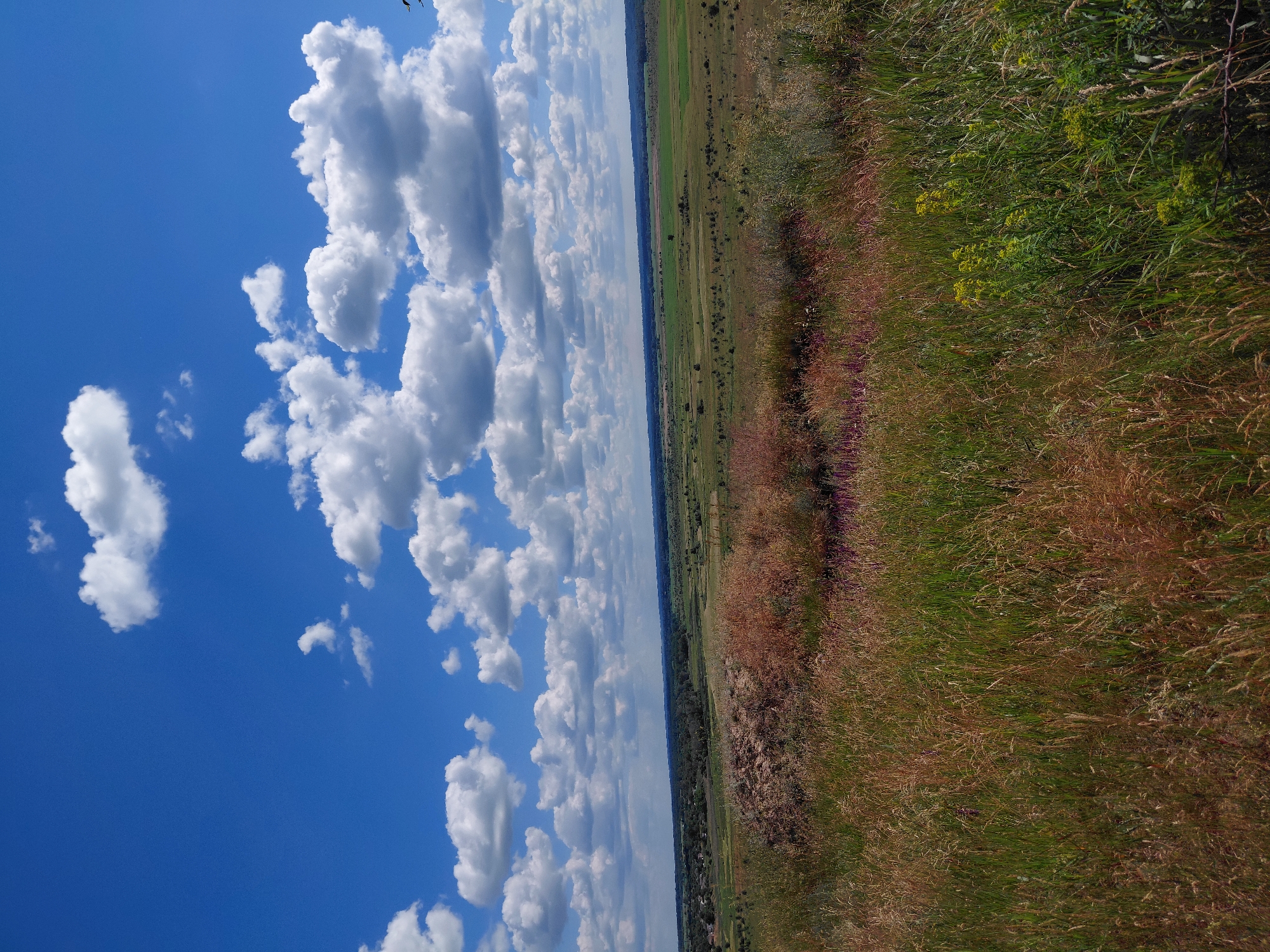 This is a wide-angle, outdoor, daytime photograph taken from a slightly elevated vantage point, looking out over a rolling landscape under a bright blue sky dotted with fluffy white clouds. In the foreground, tall, dry grass, predominantly golden and brown with some hints of green, dominates the bottom of the frame. There are also patches of green grass and a cluster of yellow wildflowers. In the mid-ground, the terrain slopes downwards, revealing more grassy fields, some with a reddish hue, and a low hill or mound of earth with sparse vegetation. Further in the distance, the landscape flattens out into expansive green fields, with a line of trees and a small settlement visible on the left horizon. The sky takes up approximately the top third of the image. A few dark specks, possibly birds, are visible in the upper right corner of the sky. The overall impression is one of a rural, possibly agricultural, setting in Ukraine.