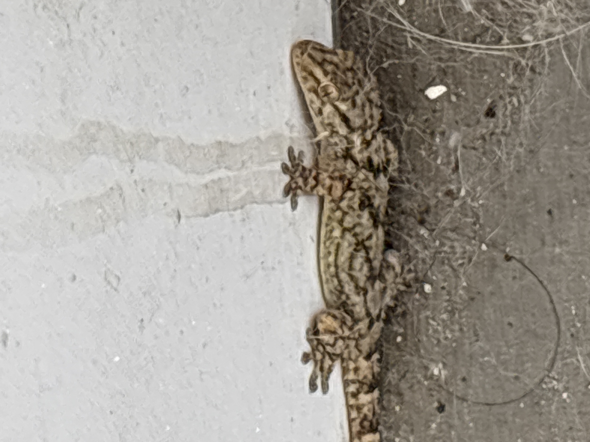 A close-up, horizontal, eye-level shot shows a small, speckled brown and tan gecko lying on its belly against a textured, off-white wall. The gecko is positioned facing left with its head slightly raised and its mouth open, revealing a pink interior. Its front legs are splayed out to the left, with toes curled upwards, and its back legs are bent and tucked beneath its body. The gecko's skin has a patterned texture of dark brown to black markings against a lighter brown and tan background. The wall behind the gecko has a slightly uneven, concrete-like texture with some faint vertical streaks of shadow or discoloration. Below the gecko is a dark, rough surface, possibly concrete or asphalt, with visible dust, small white debris, and thin, white, hair-like strands, potentially cobwebs or fine plant matter. In the lower left quadrant of the image, a curved, dark line, possibly a strand of cobweb or a thin shadow, forms an incomplete circle. The overall environment appears to be an outdoor or semi-outdoor, possibly neglected area. The specific location is the municipality of Odivelas, Portugal.