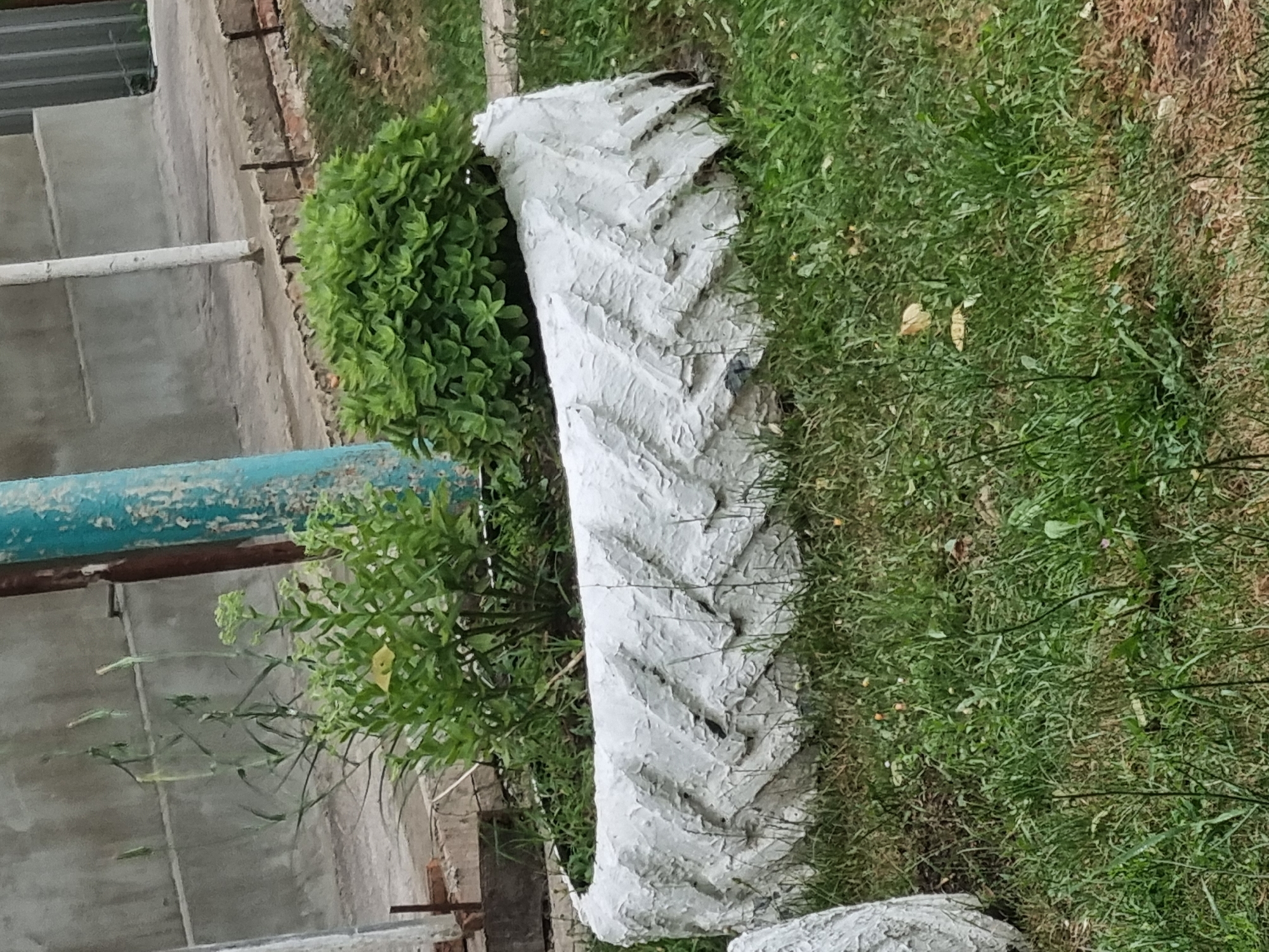 A large, white, tire-shaped planter with a textured, chevron pattern is filled with green plants. One plant is tall and thin with green stalks and sparse leaves. Another is a bushy, rounded plant with dense, small green leaves. The planter sits in a grassy area with patches of dirt and some smaller, scattered green plants. In the background, a light-colored concrete wall and a teal-colored pole are visible. The scene is outdoors in daylight.