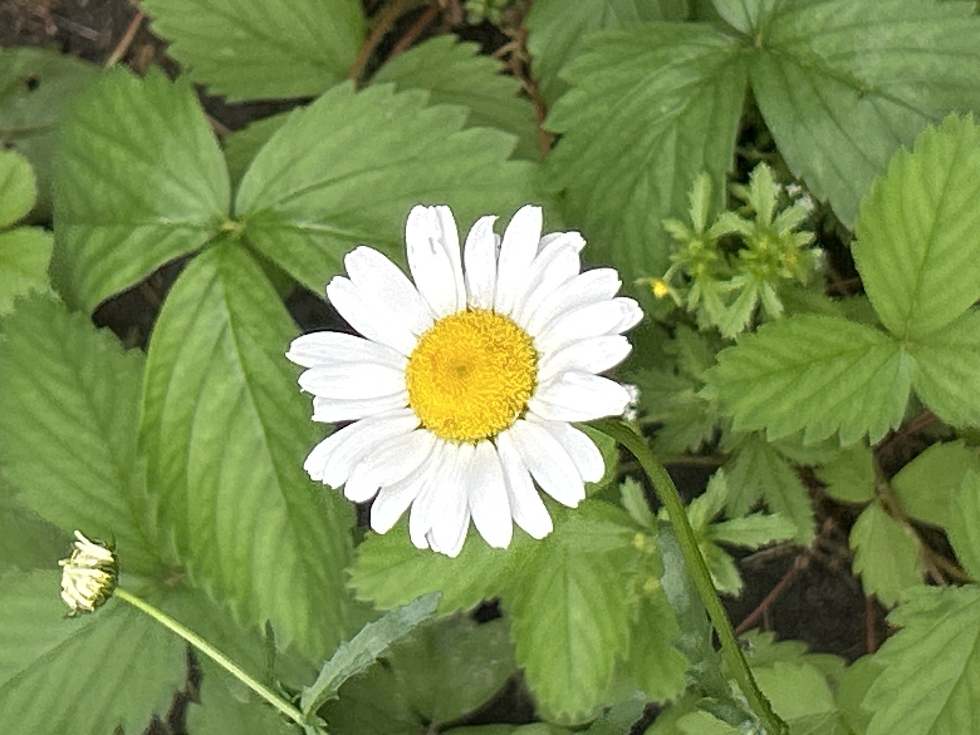 A single, fully bloomed daisy with white petals and a yellow center is positioned in the lower center of the frame, angled slightly to the left. The daisy is surrounded by lush green foliage, likely from a strawberry plant, characterized by serrated leaves. A small, unopened bud of a similar flower is visible in the upper left corner. The background consists of more greenery and dark soil. The image appears to be a close-up shot taken outdoors. There is no indication of a specific location within Mount Royal, Canada.