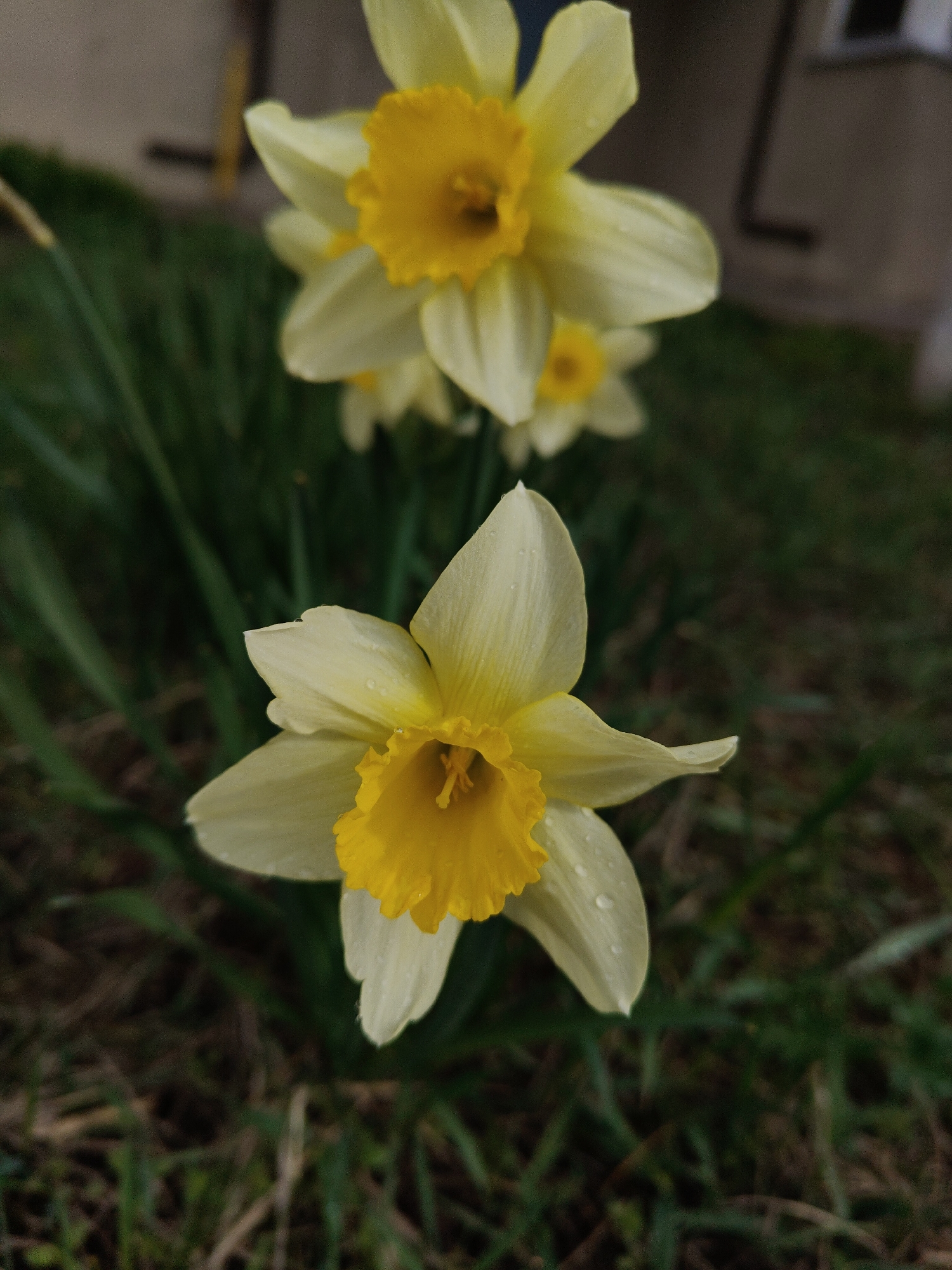 A close-up shot shows two clusters of daffodils in a garden setting. The primary focus is on a daffodil in the foreground, which exhibits a light yellow hue on its petals and a bright yellow, ruffled central cup. Droplets of water are visible on its petals. Slightly blurred in the background are additional daffodils and green foliage. The surrounding area consists of mixed grass and soil. A structure of nondescript color is distantly visible behind the flowers. The location is unidentified.