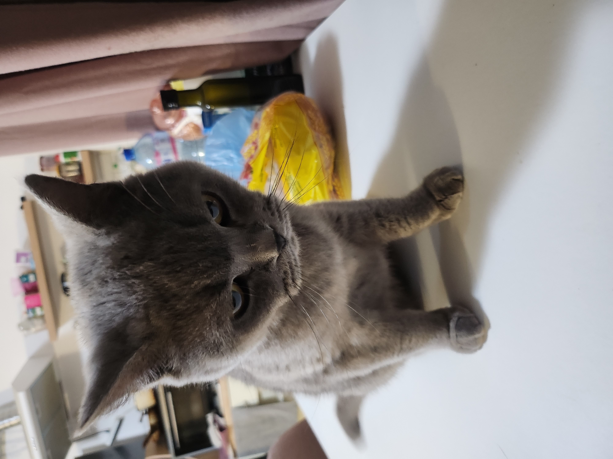 A grey cat is sitting on a white table in what appears to be a kitchen. The cat is facing forward and looking down with a slightly displeased expression. Behind the cat, there are several objects on a shelf, including bottles and containers. To the right of the cat, a pink curtain is visible. A yellow bag is also present on the table behind the cat. The image is taken indoors, suggesting a domestic setting. The background is slightly blurred, putting the focus on the cat. The lighting is moderate, with shadows cast on the table from the cat and other objects. There are no people visible in the image. The location is specified as Tsarevo, Bulgaria.