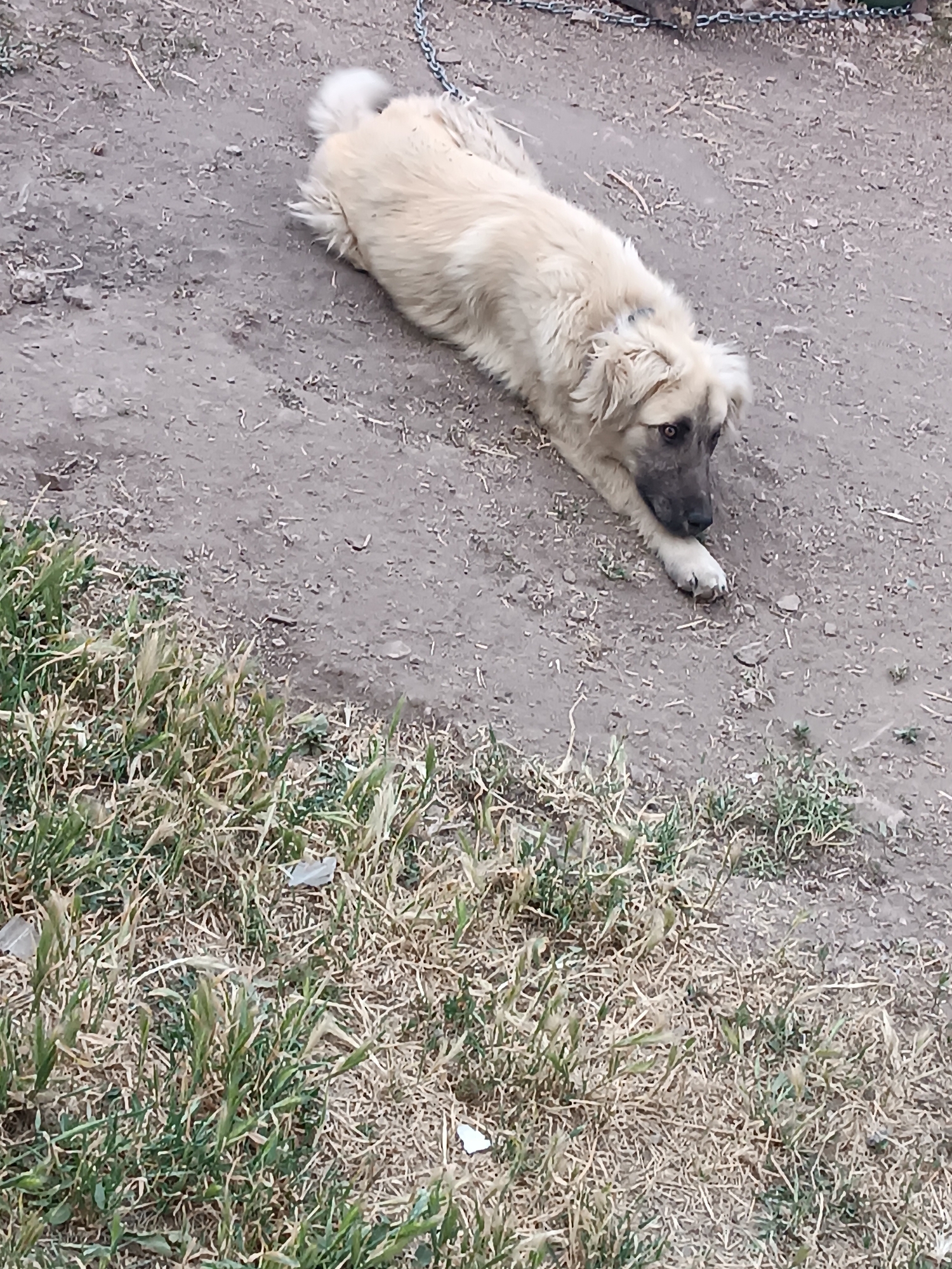 A medium-sized dog with light brown fur and dark markings around its eyes lies on dry dirt. The dog is chained to a metal fixture in the background, visible as a chain running horizontally across the top of the image. In the foreground, dry grass and some green shoots are present. The scene appears to be outdoors, with a weathered ground surface and a hint of vegetation.