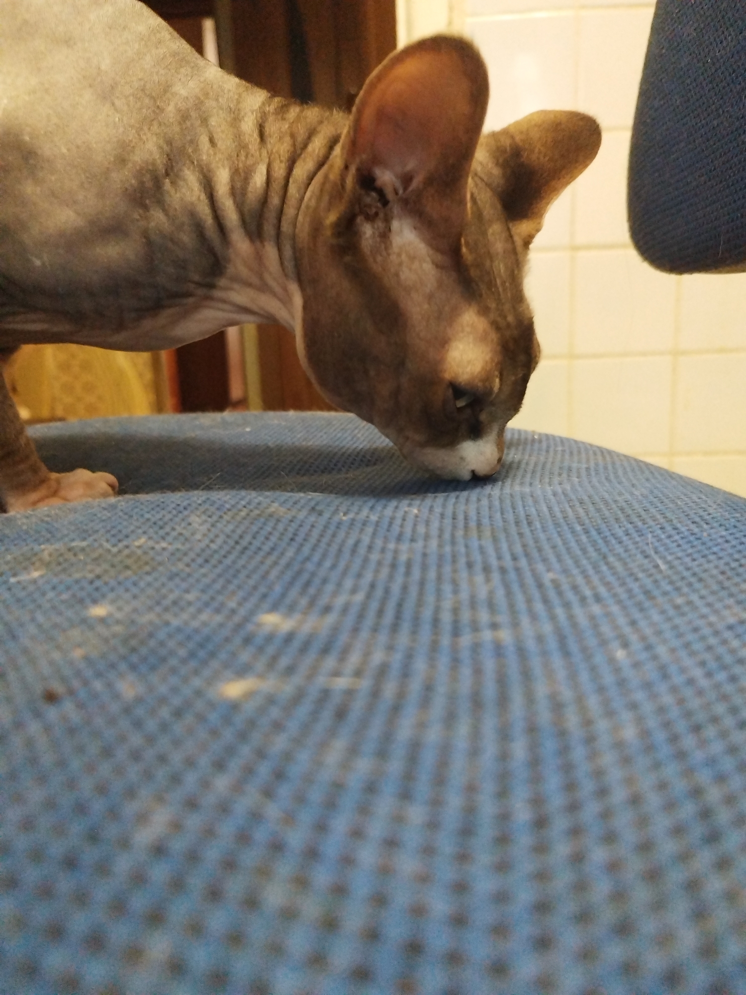 A hairless cat, likely a Sphynx breed, is captured in a close-up shot, its body angled towards the right side of the frame. The cat's skin exhibits wrinkles, particularly around its neck, and its fur is a mottled grey and brown. Its large ears are prominent, with one slightly folded back. The cat's head is lowered, with its nose touching a textured blue surface that occupies the foreground. The surface appears to be a seat cushion, with a grid-like pattern. In the background, a light-colored tiled wall is visible, and hints of wooden furniture can be seen. The lighting suggests an indoor environment, possibly a domestic setting. The overall composition is low-angle, emphasizing the cat's interaction with the textured surface.