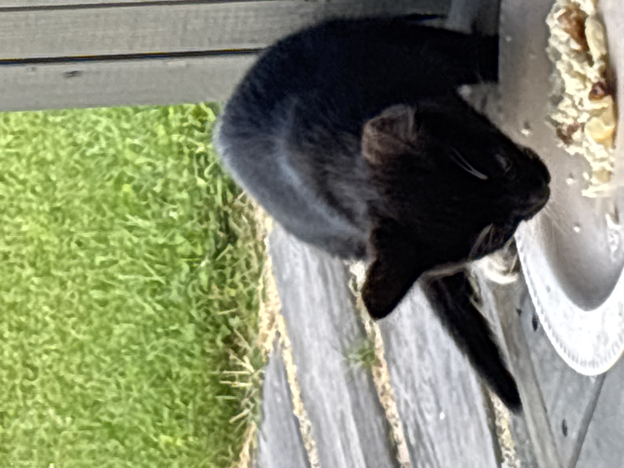 A black kitten is eating from a white bowl on a wooden pathway. In the background, green grass and a gray wooden fence are visible. The setting appears to be an outdoor area in Zvenigorod, Russia.