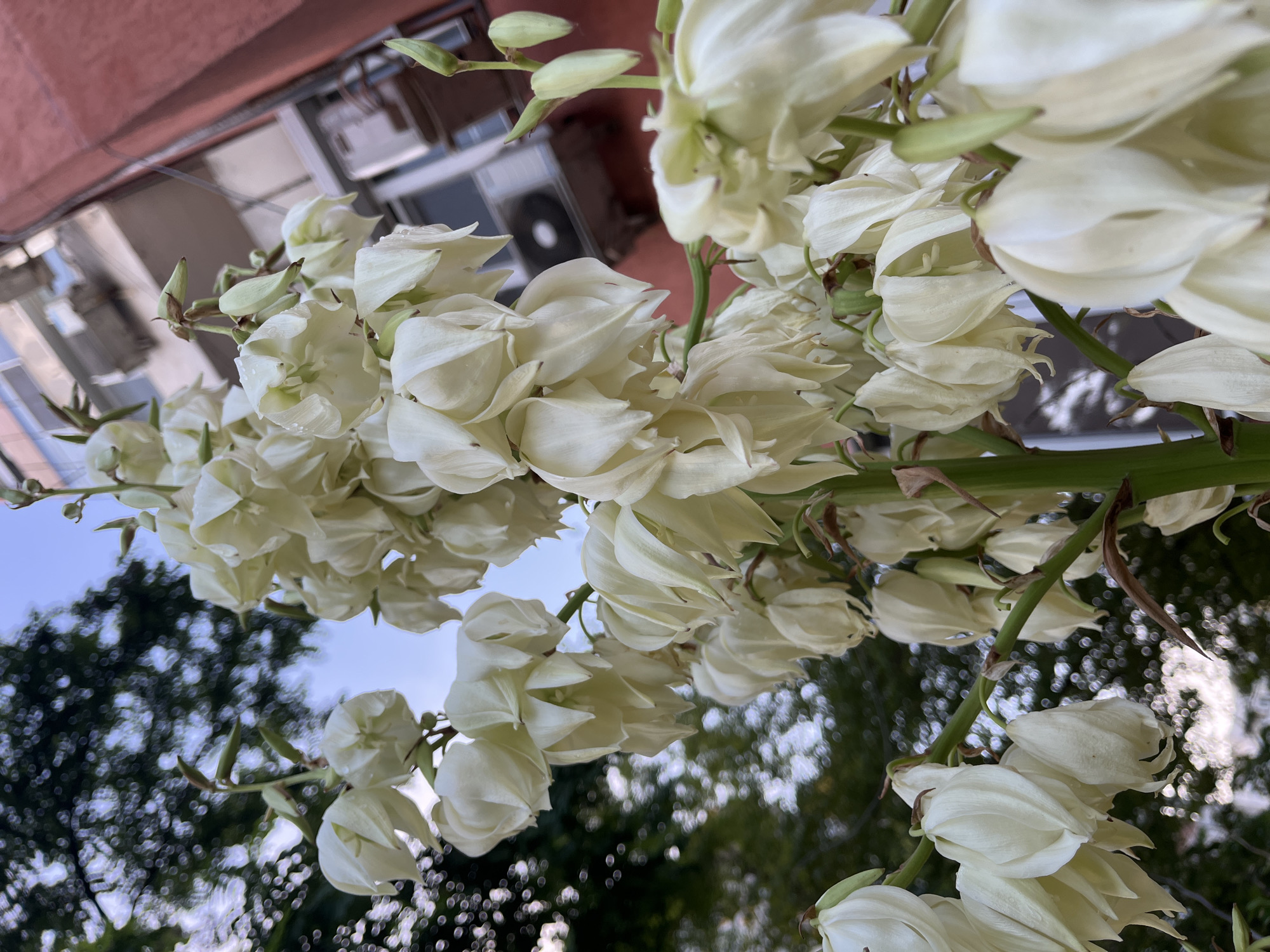 The image displays a close-up, upward-angled perspective of a dense inflorescence of white, bell-shaped flowers, resembling those of a Yucca plant. The flowers are arranged along a thick green stalk. Many individual blossoms are visible, some fully open with delicate, slightly recurved petals, while others appear as tight, unopened buds. Small water droplets cling to the petals of several flowers, suggesting recent rain or morning dew.
The background is softly out of focus, featuring lush green foliage that creates a dappled effect, indicative of trees or bushes. Beyond the greenery, architectural elements are discernible, including a reddish-brown building facade, windows, and air conditioning units. Patches of clear, light blue sky are visible in the spaces between the flowers and the background elements.
The scene captures a static natural display; no specific activity or event is taking place. The bright and clear lighting suggests it is daytime, potentially morning given the presence of water droplets. The background buildings and their features indicate an urban or suburban setting. There is no visible text in the image.