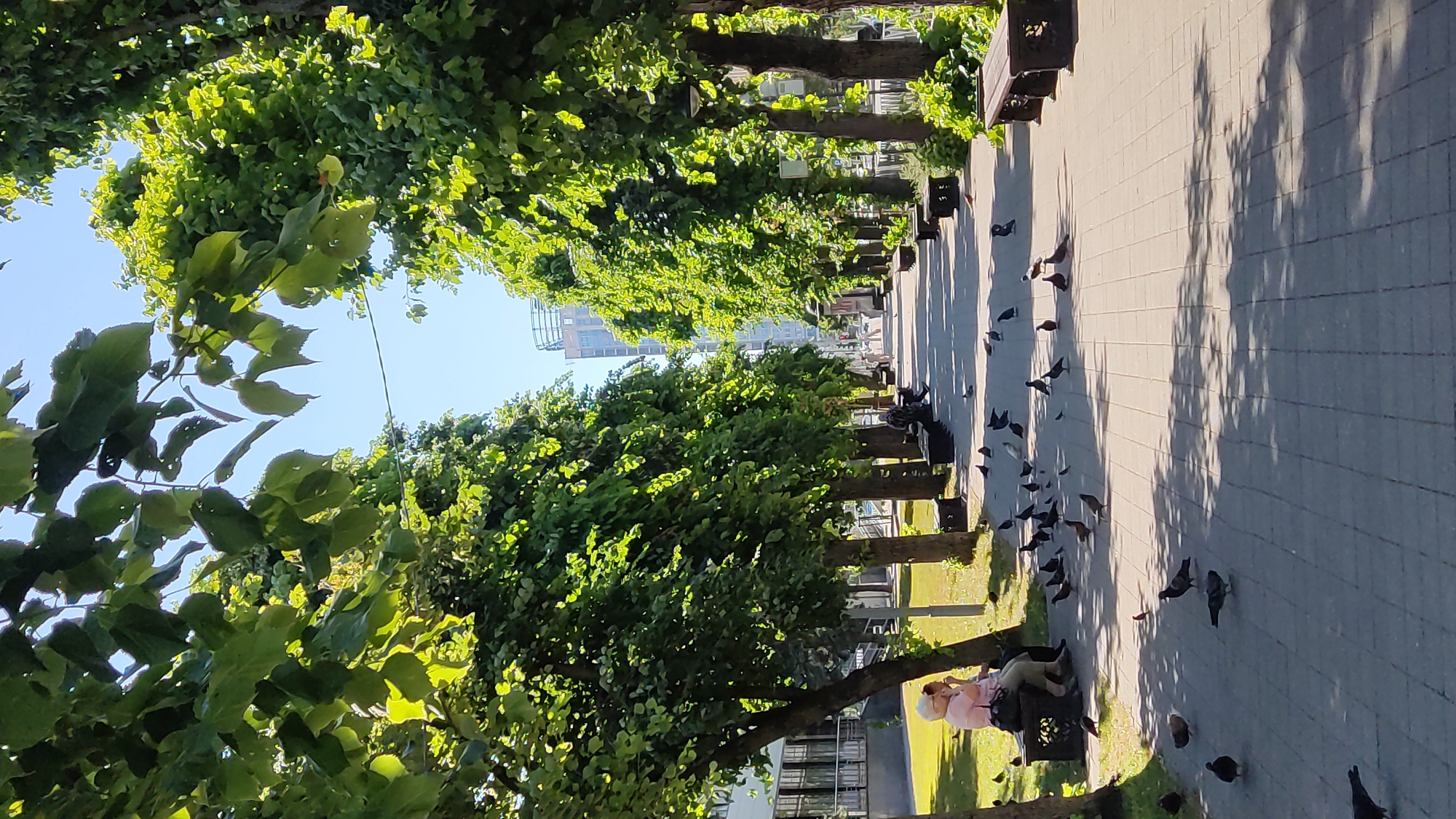 This image depicts a park scene in Krasnodar, Russia, under a clear blue sky, suggesting it's a sunny day. The time of day appears to be late morning or early afternoon, judging by the shadows cast by the trees. The setting is an urban park with a paved walkway lined by rows of lush green trees. Benches are visible along the walkway, with one person sitting on a bench in the foreground, wearing a pink top and light-colored pants. This individual appears to be interacting with or observing a flock of pigeons gathered on the ground and walkway.
Numerous pigeons are scattered across the paved area, some pecking at the ground, others perched on the walkway or near the benches. The trees are in full foliage, creating a canopy of green that provides shade on the pathway. In the background, modern buildings are visible, indicating the park's location within an urban environment. The overall atmosphere seems peaceful and leisurely, with the presence of nature and people enjoying the outdoors. There is no visible text in the image.