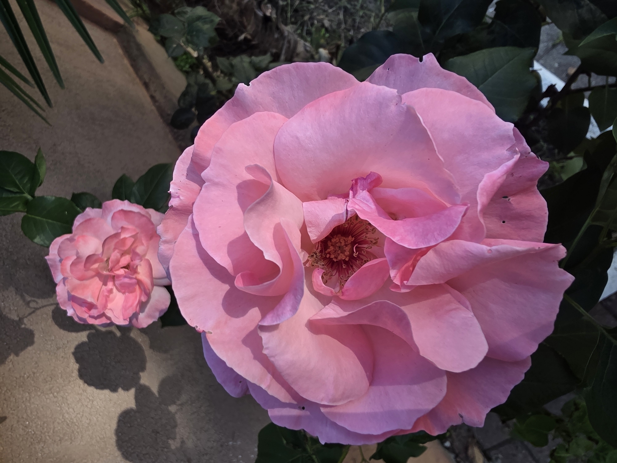 Two pink roses are in focus, with the larger one in the foreground and a smaller one slightly behind it. They are situated outdoors, possibly in a garden or park, against a textured wall and foliage. Sunlight casts shadows on the wall, indicating it's daytime. The image does not provide enough information to determine its location in Sirius, Russia.