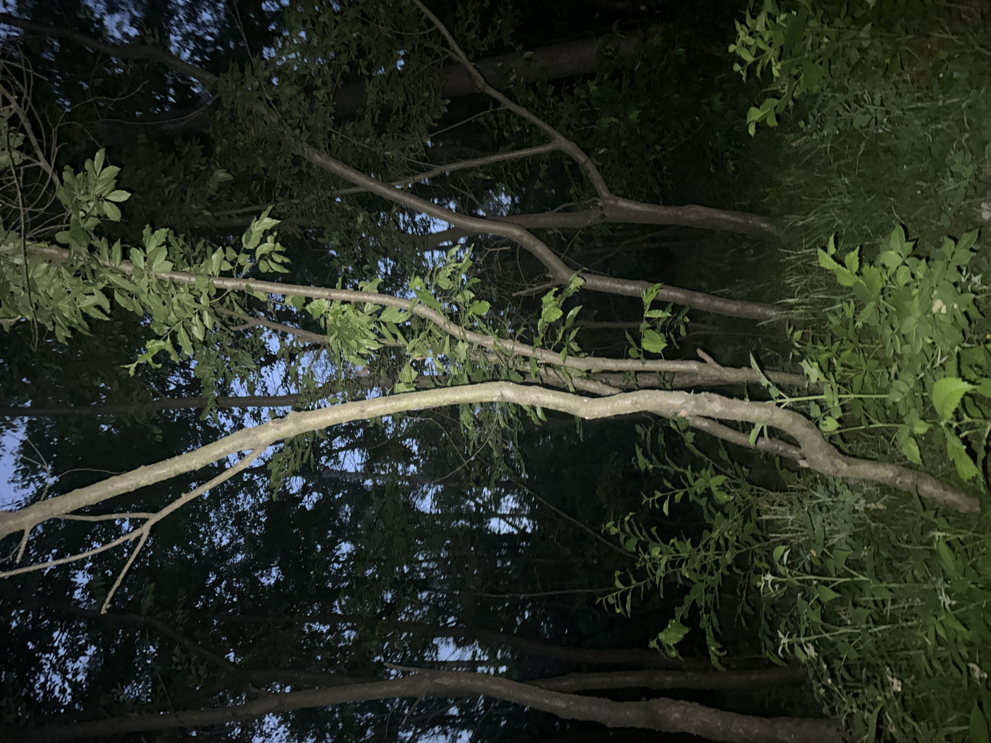 The image depicts a nighttime view of a dense forest. Multiple trees of varying thicknesses and heights dominate the scene. Their bark is visible in shades of gray and brown, with some exhibiting smoother textures while others appear rougher. The canopy is thick, with numerous leaves creating shadows and obscuring the sky, though glimpses of a pale, dusky blue sky are visible through the gaps. The undergrowth consists of lush green foliage, including bushes and tall grasses, which are also casting shadows. The lighting suggests it is twilight or the very early hours of the night, with artificial light likely being minimal or absent, contributing to the overall dark and natural ambiance of the forest. There are no people, animals, or man-made objects visible in the frame.