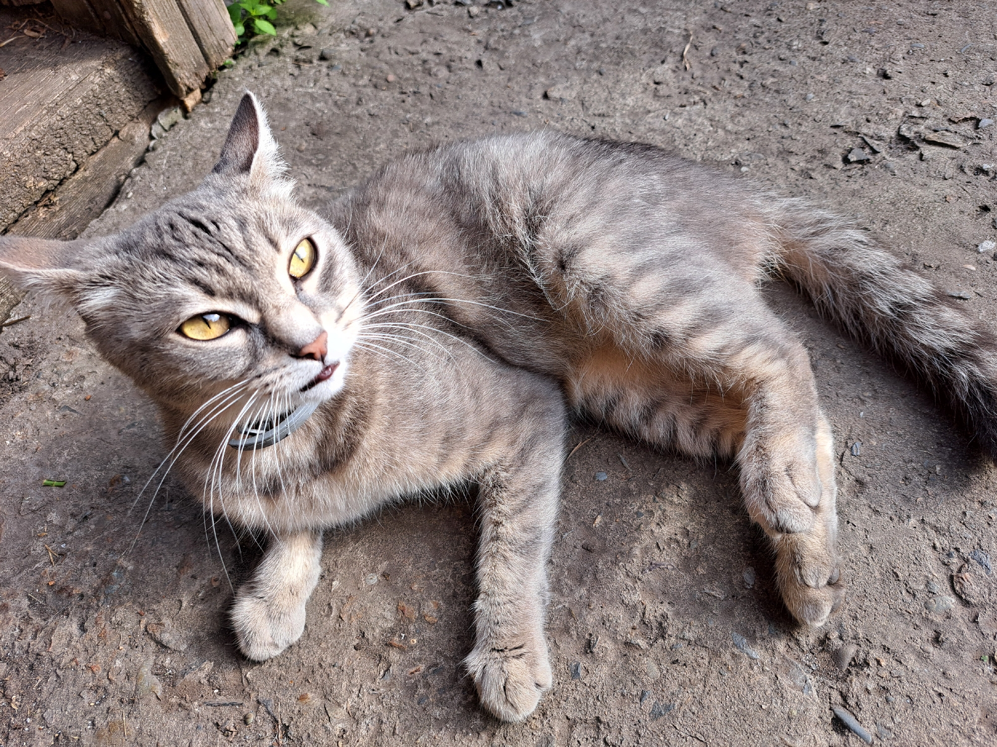 A tabby cat with bright yellow eyes lies on a rough, greyish-brown concrete surface, possibly a sidewalk or alley. The cat is positioned with its body stretched out, facing slightly to the left of the viewer. Its fur is a mix of grey and brown stripes, and it is wearing a dark collar with a silver tag. To the left of the cat, a weathered wooden beam is visible, suggesting an outdoor or semi-outdoor environment. The ground is littered with small pebbles and debris. The lighting indicates it is daytime, with sunlight casting shadows. The background shows a hint of green foliage behind the wooden beam, suggesting the location is outdoors. The image does not provide any information about the city of Chernihiv, Russia.