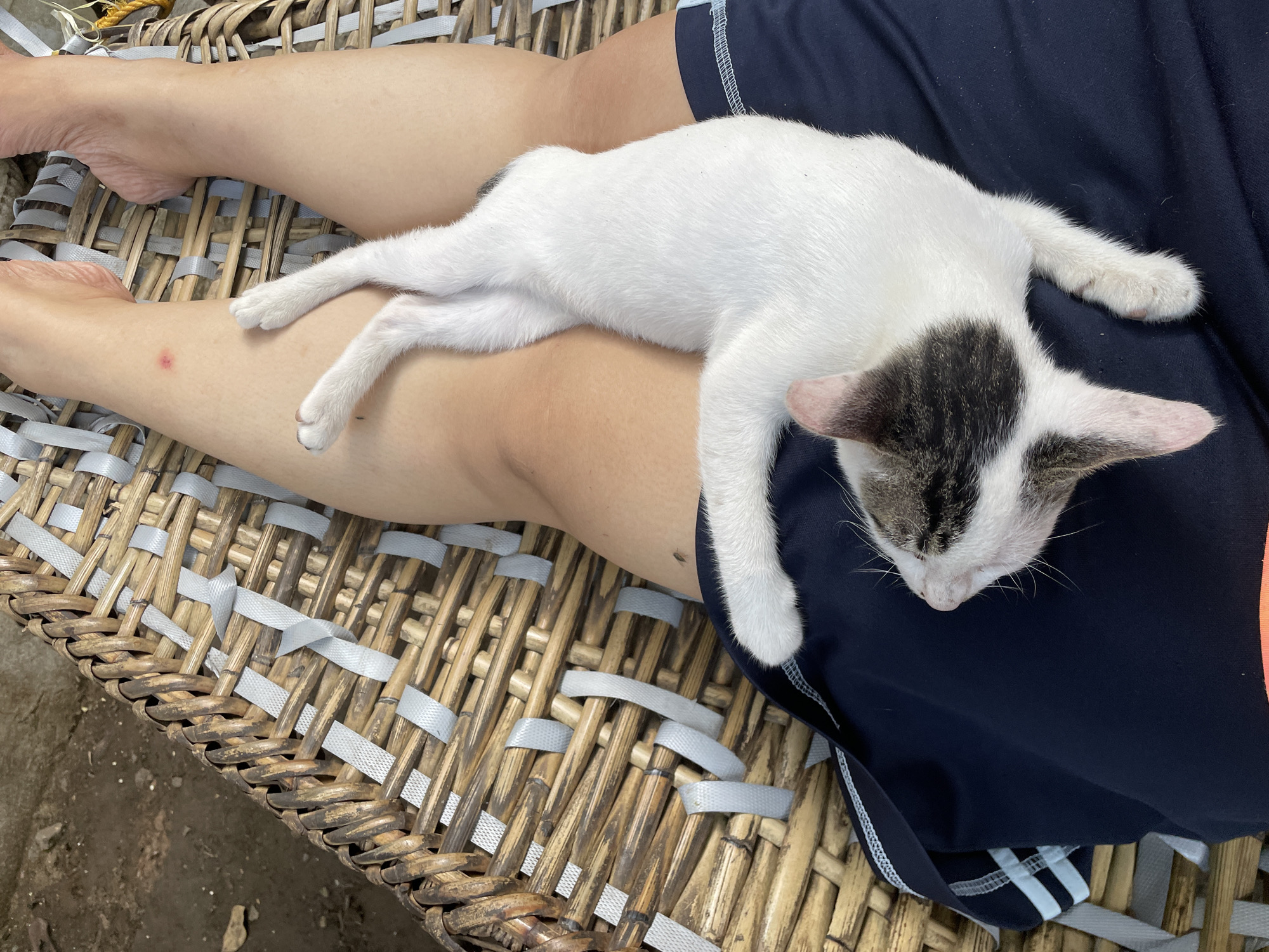 A white and gray tabby kitten is sleeping on a person's legs. The person is sitting on a woven wicker chair outdoors. The person is wearing navy blue shorts with white stripes. The background suggests an outdoor setting, potentially in Davao City, Philippines. The image is focused on the kitten, highlighting its relaxed posture.