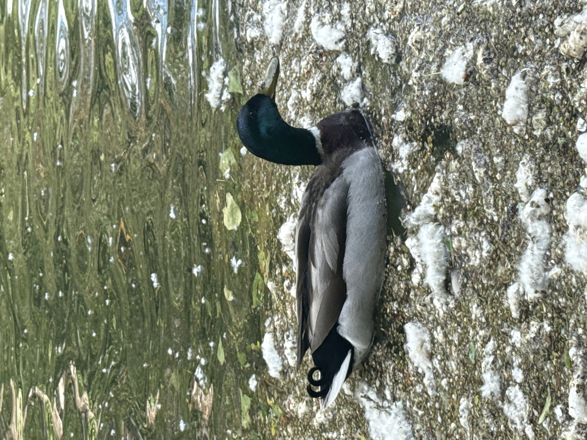 A mallard duck stands on what appears to be a rocky shore. The duck has a distinctive green head and dark grey and white body. To the left of the duck is a shimmering body of water. The location is unknown.