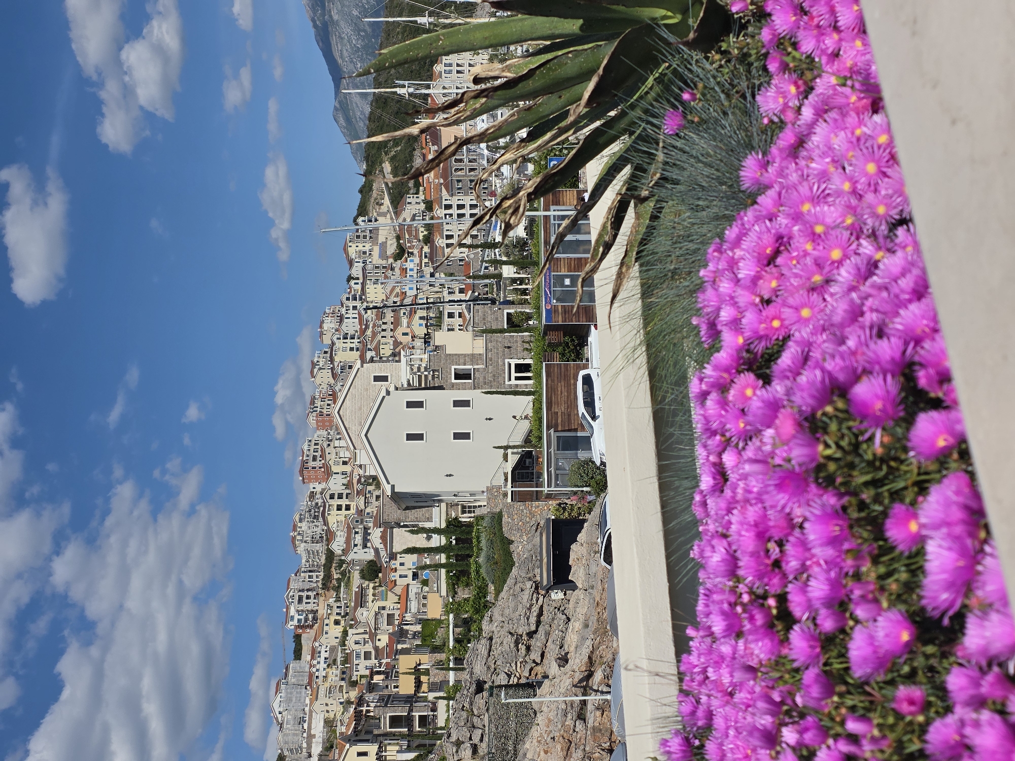 A vibrant, sunlit image captures a picturesque coastal town built into a hillside, set against a clear blue sky. In the immediate foreground, a dense cluster of bright magenta or purple flowers, possibly ice plants, with yellow centers, blooms profusely along a light-colored wall on the right, partially blurred. To the left of the flowers and slightly behind, a large agave-like plant with long, spiky green and brown leaves extends into the frame.
The mid-ground reveals numerous multi-story residential buildings, likely houses or apartments, with varying architectural styles, predominantly in shades of white, cream, and beige, topped with terracotta, orange, or grey roofs. These buildings are densely packed, cascading down the rocky, vegetated hillside. Scattered green foliage and some prominent rock formations are visible between the structures. A few white vehicles are parked near some of the buildings.
In the background, a serene body of water, likely a bay or the sea, is dotted with several sailboats or yachts featuring tall masts. Behind the water, majestic mountains rise, their slopes covered in green vegetation, stretching into the distance under a bright, cloud-streaked blue sky. The clear lighting and soft shadows suggest it is morning or early afternoon on a sunny day. The scene evokes a tranquil, Mediterranean-like atmosphere. No specific human activity is visible. A small blue sign is present on a building in the mid-ground, but any text on it is not discernible.