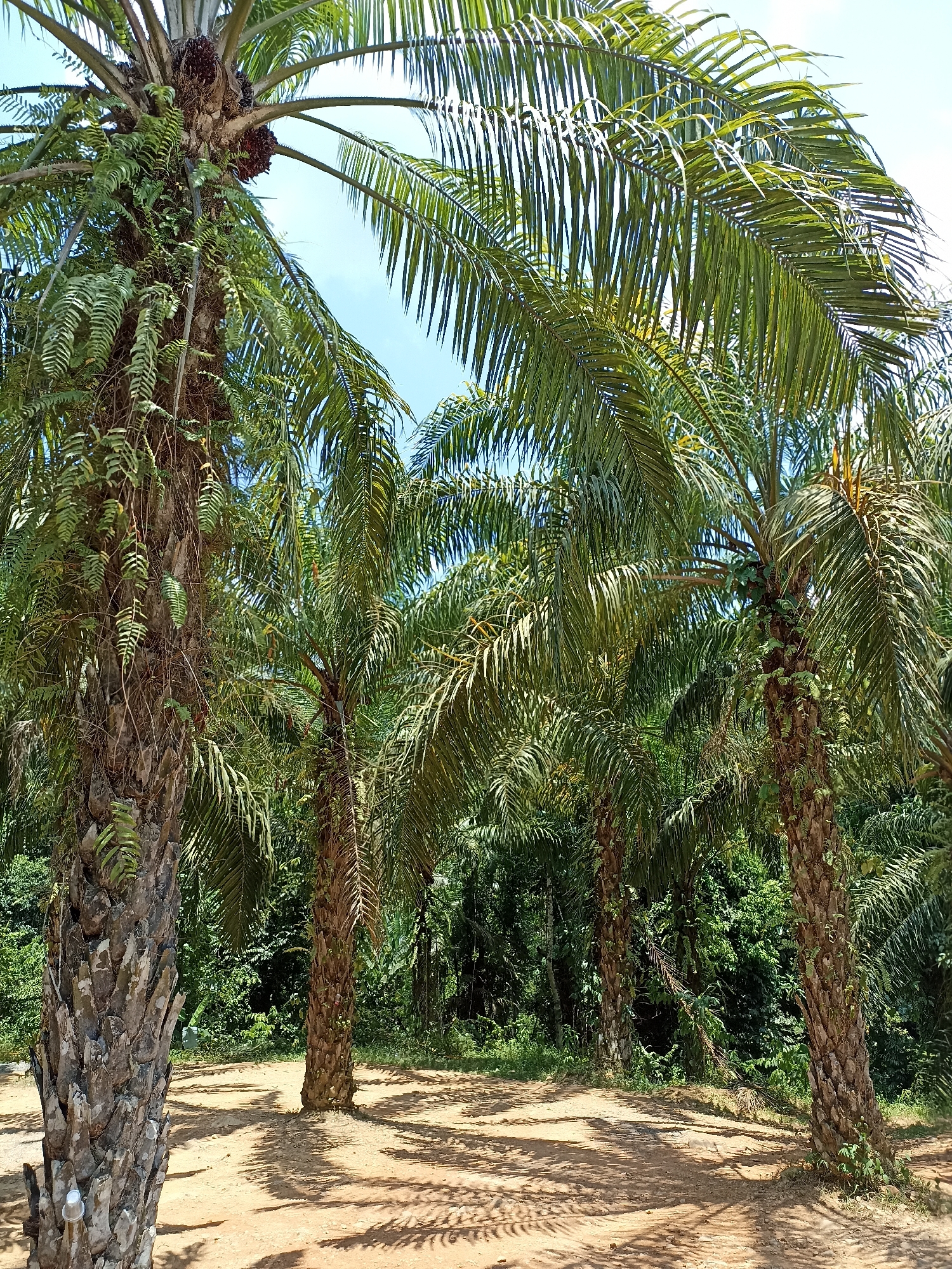 The image depicts a grove of oil palm trees in Song Phraek, Thailand. The trees have tall, textured trunks and dense green fronds that cast shadows on the sandy ground. Some of the trees have clusters of oil palm fruits. The background features lush tropical vegetation. There are no people visible in the scene.