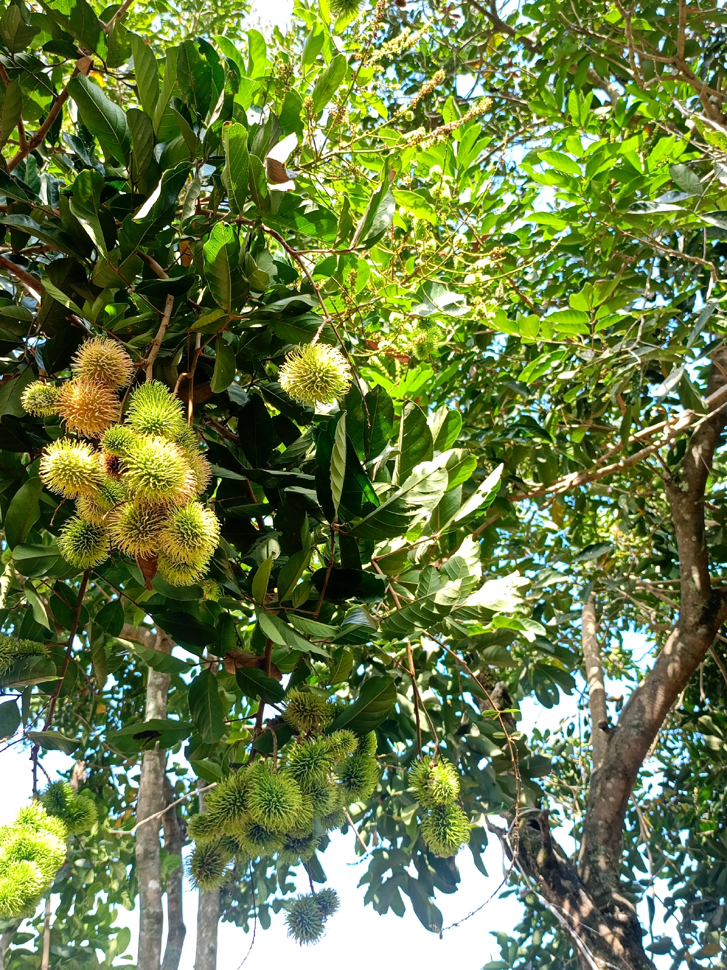 This is a vertical, eye-level, outdoor, natural light photograph of rambutan fruit growing on trees in the city of Jelbuk, Indonesia. The rambutan are clustered on branches amidst lush green leaves and some thinner, lighter branches. Some of the fruit are a vibrant green, while others are a yellowish-orange, indicating varying stages of ripeness. Sunlight filters through the leaves, creating bright highlights and casting shadows. The background shows more foliage and the bright blue sky. A large tree trunk with textured bark is visible on the right side of the frame. The image captures a close-up view of the fruit-bearing branches, showcasing the texture and detail of the rambutan and their surrounding vegetation.