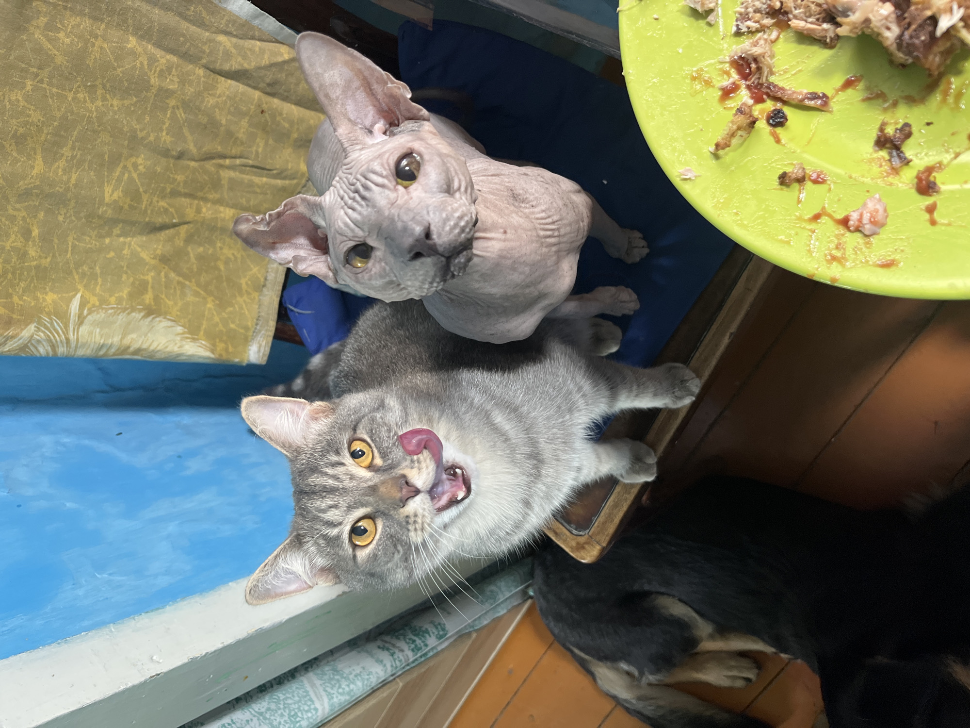 Two cats are featured in this media file, one a hairless Sphynx cat and the other a tabby cat. The Sphynx cat is light gray with large ears and prominent wrinkles. The tabby cat is gray with black stripes and bright yellow eyes, and is captured mid-lick, its tongue extended. Both cats appear to be looking upwards at something outside the frame, possibly a food source.
The scene is indoors, with a blue surface dominating the lower portion of the image, possibly a table or floor. A yellow fabric with a patterned texture is visible in the upper left. A bright green plate containing remnants of food, likely meat and sauce, is positioned in the upper right. A dark-colored dog is partially visible in the lower right corner, lying down.
The overall impression is one of hunger and anticipation, with the cats focused intently on the unseen food source. The lighting suggests it might be daytime. The context provided indicates the location is Nizhny Tagil, Russia. There is no visible text in the image.