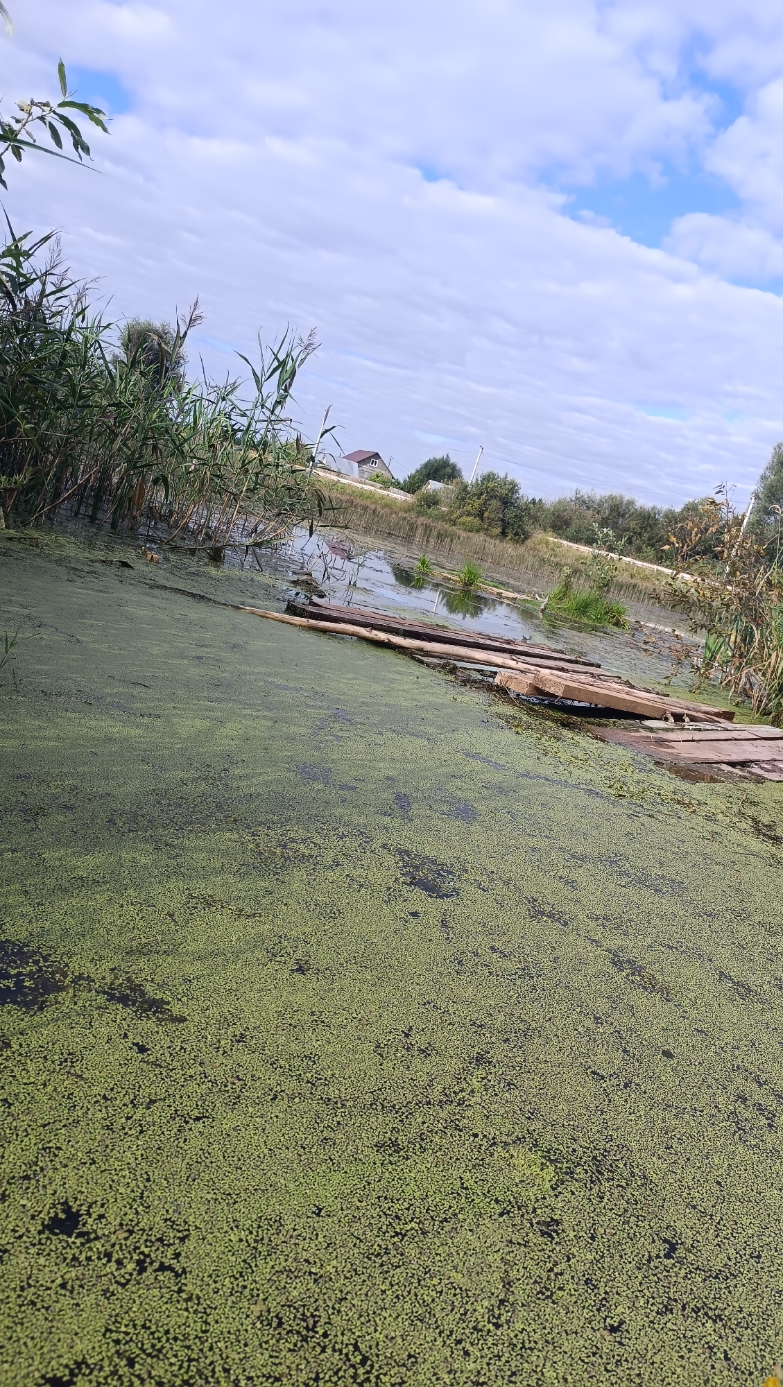 A cloudy sky with scattered white clouds over a body of water covered in green duckweed. Reeds and tall grass grow along the edge of the water. A wooden walkway made of planks extends into the water. In the background, houses and trees are visible.