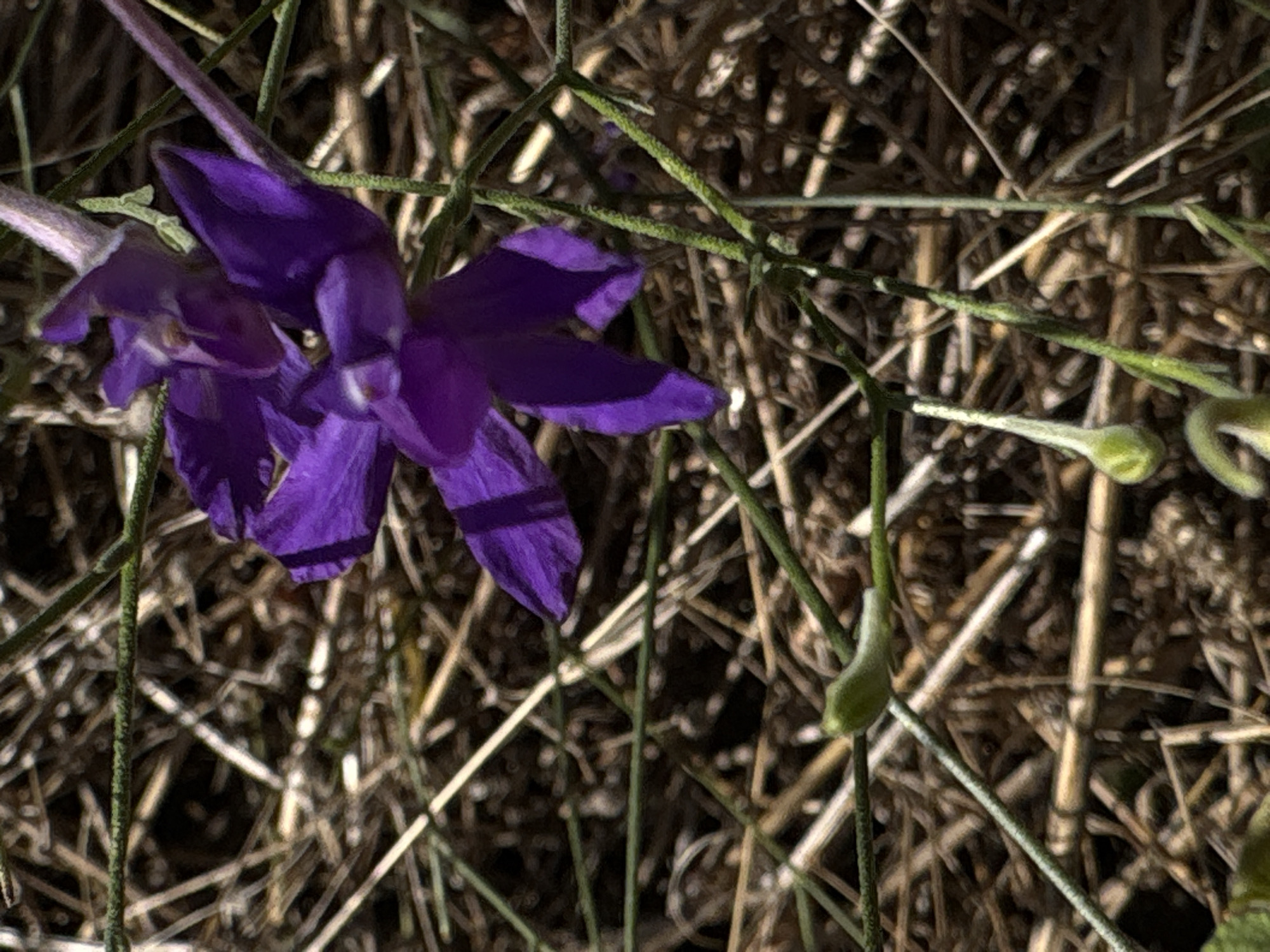 The image shows a close-up of a purple flower with delicate petals against a background of dry, straw-like vegetation. The flower is in focus, with its intricate structure and vibrant color being the central subject. Several green stems with small, bulbous buds are also visible, suggesting the plant is either budding or has finished blooming in parts. The background is blurred, creating a shallow depth of field that emphasizes the flower. The lighting suggests a bright, possibly sunny day, casting shadows on the petals. The scene appears to be outdoors, in a natural setting with dry ground cover. There are no people or specific man-made objects visible that would indicate a location within the city of Rostov-on-Don, Russia.
