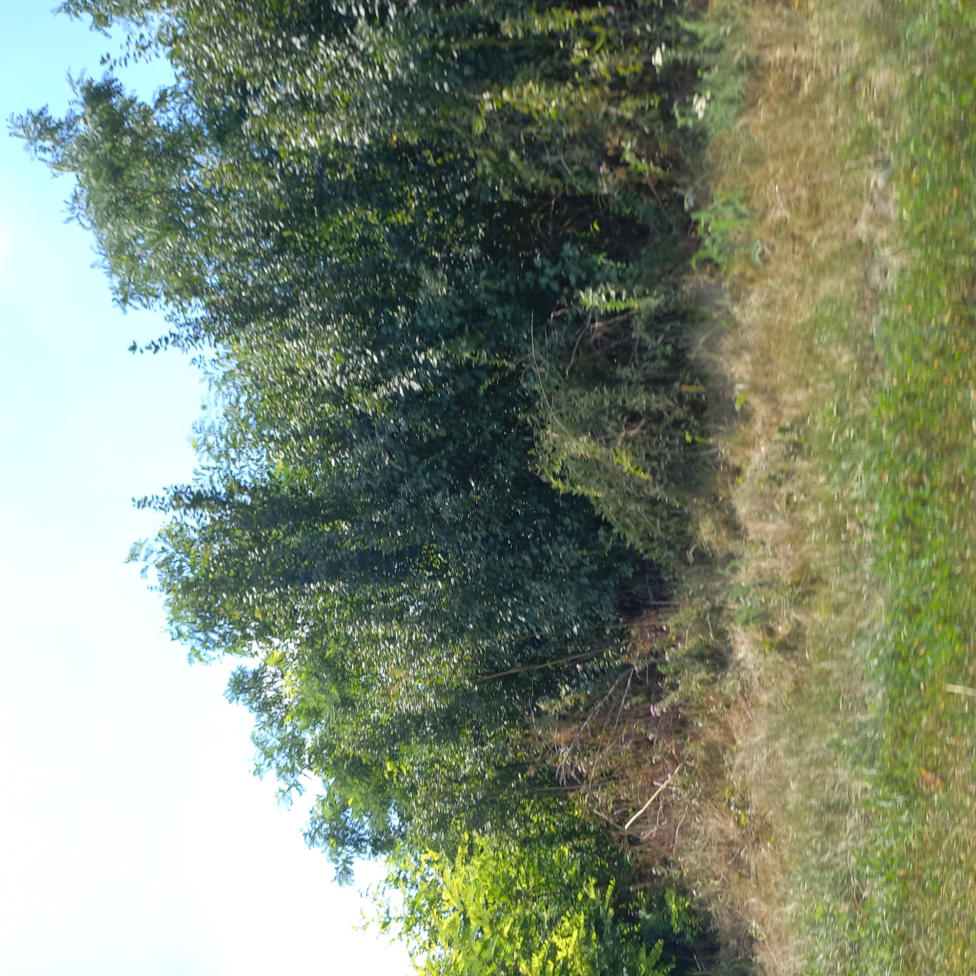 The image depicts a dense canopy of green foliage from trees and other vegetation, under a bright, clear sky. The leaves are varied in shade and texture, with some appearing brighter and more yellow-green, suggesting sunlight hitting them, while others are a darker, deeper green. Amongst the greenery, dry, straw-colored grasses and thin branches are visible, particularly in the lower portion of the scene and weaving through the foliage. Some areas of the ground are covered in a mix of green grass and dried vegetation. The overall impression is of a natural, overgrown area, possibly a roadside verge or a wild patch of land within or on the outskirts of a populated area. There are no people or discernible man-made structures visible in the frame. The light suggests it is daytime, likely late morning or afternoon.
