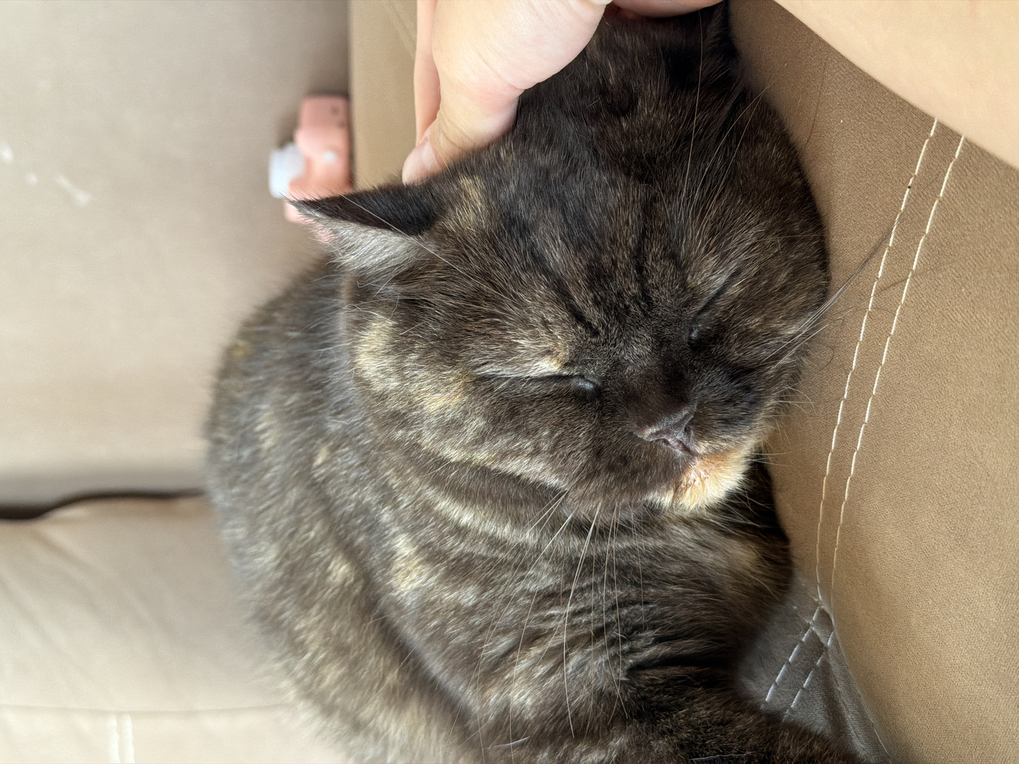 A tortoiseshell cat is sleeping peacefully on a brown sofa, with a hand gently petting its head. The cat has dark fur with patches of orange and brown. The sofa appears to be in a home setting, with a blurred background that includes a pale wall and a small pink object that could be a toy. The image is a close-up, focusing on the cat and the hand. There is no information to determine the location in the city of Chaikovsky, Russia.