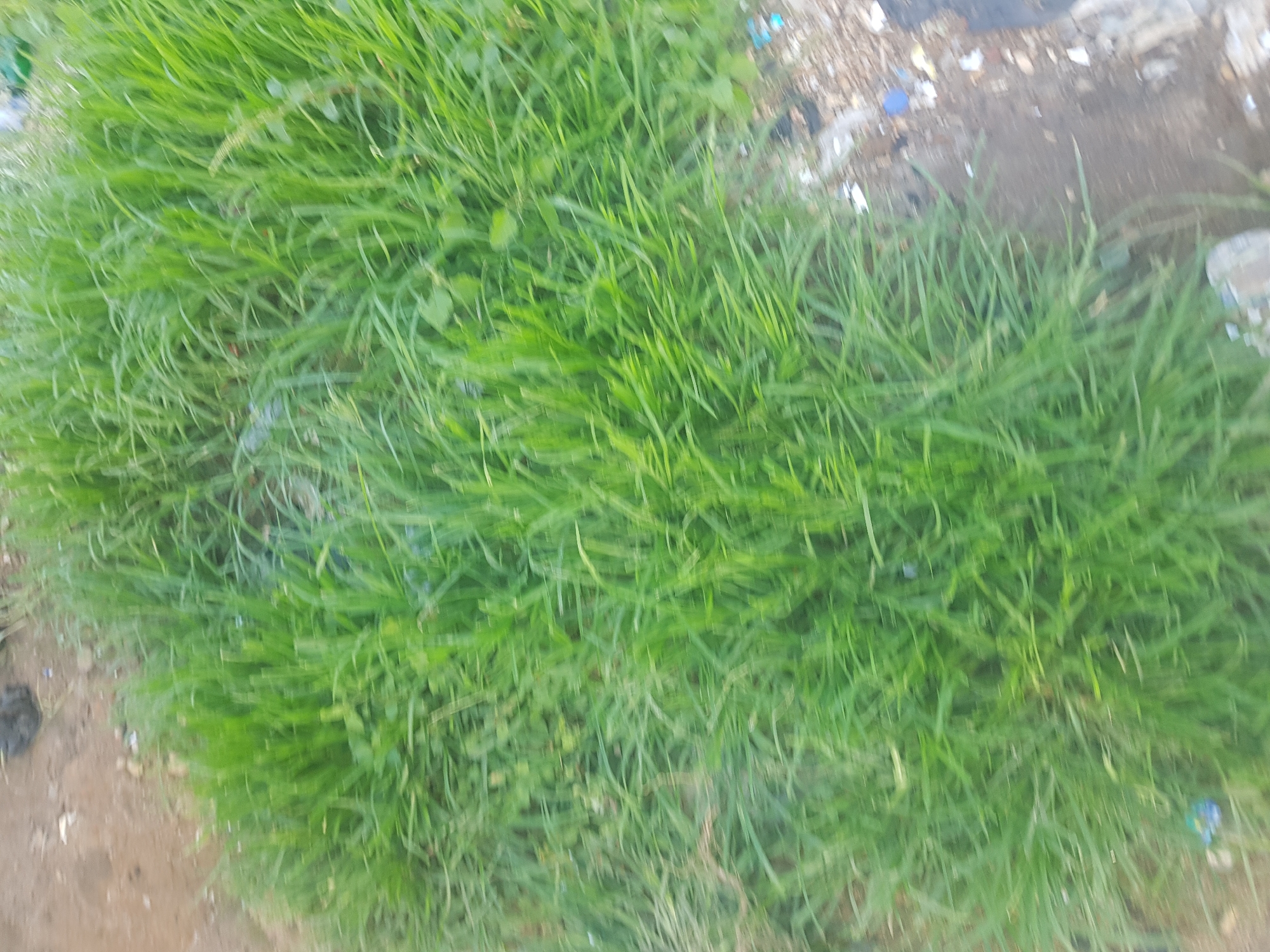 A close-up, blurry shot focuses on a patch of green grass, possibly at the edge of a dirt path. The grass is dense and appears to be growing in an outdoor environment. The ground to the left is a light brown, earthy color, while the right side of the image shows a scattering of debris, including what appear to be pieces of plastic and possibly some darker, unidentifiable objects. The overall impression is of an unkempt, natural area with some signs of human presence due to the litter.