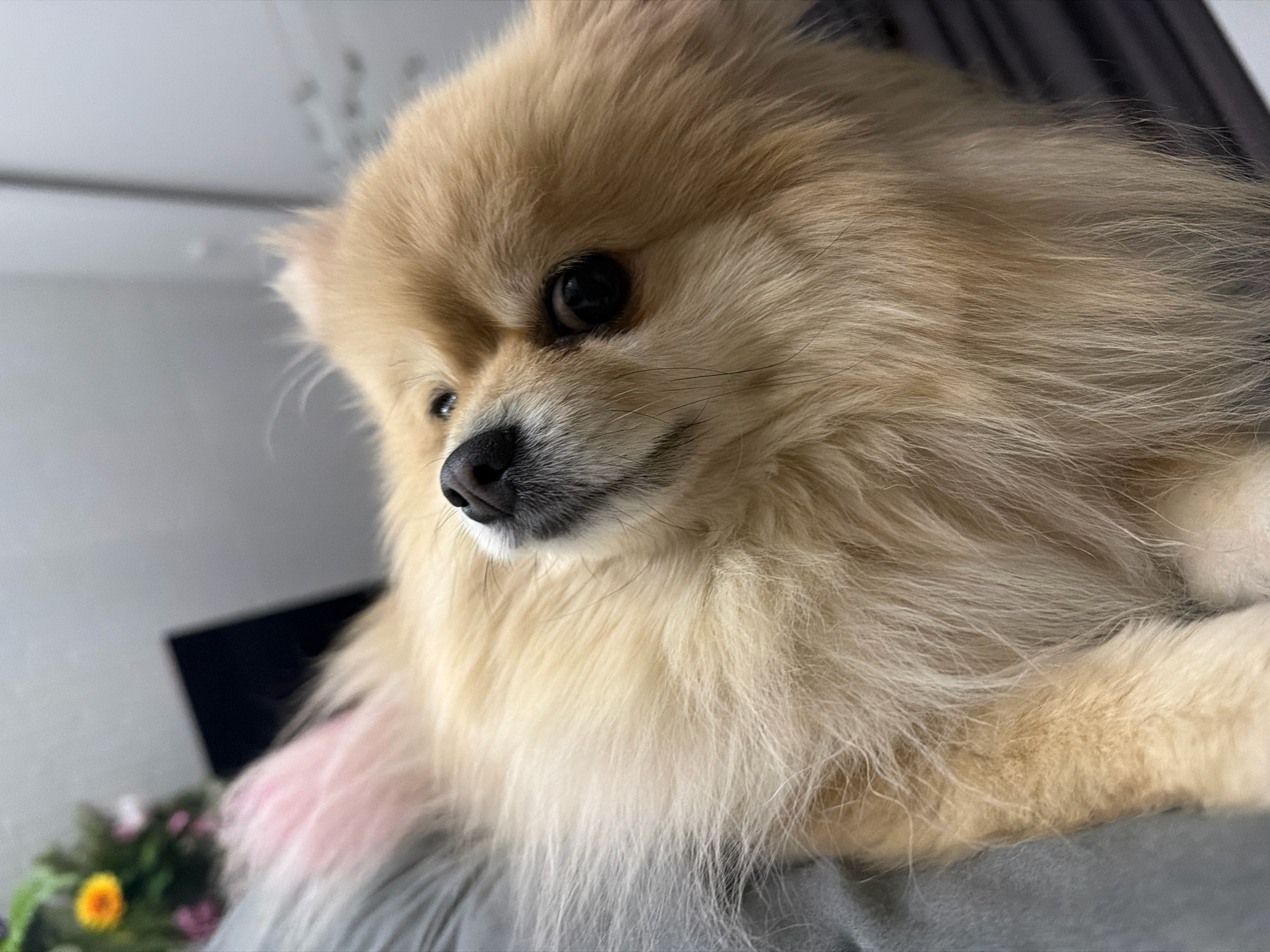 A close-up, eye-level, medium shot shows a Pomeranian dog with light brown fur looking down and to the left. The dog's face, dominated by its fur, is positioned in the center right of the frame. Its left eye is visible, dark and round, with a slight glint. Its nose is black and wet. The dog's fur is fluffy and light brown, with some strands appearing lighter or white. A hint of pink fur is visible on the dog's chest or neck. The dog is resting on a gray surface, likely clothing or upholstery. In the background, out of focus, is a dark rectangular object, possibly a screen, and a blurred arrangement of flowers with an orange bloom. The overall environment suggests an indoor setting, potentially a home in Tbilisi, Georgia.