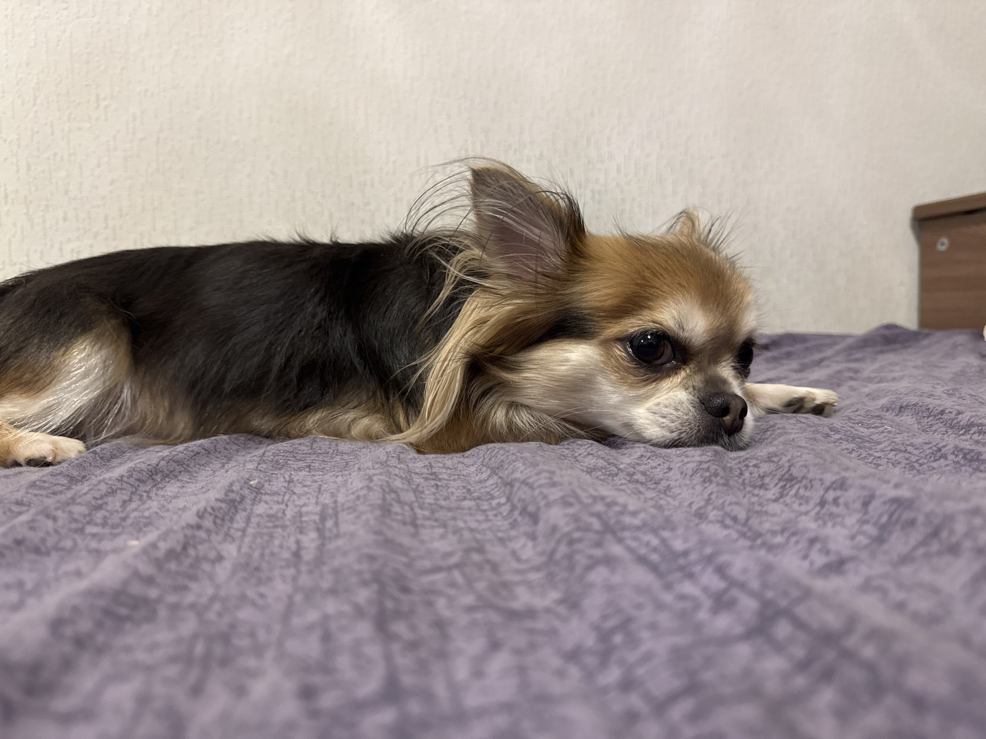 A long-haired chihuahua lies on a wrinkled purple comforter, its body partially visible from head to paw. The dog has tan and black fur, large ears, and dark eyes. The background consists of a textured off-white wall and a portion of a dark wood dresser. The scene is indoors, suggesting a domestic environment.