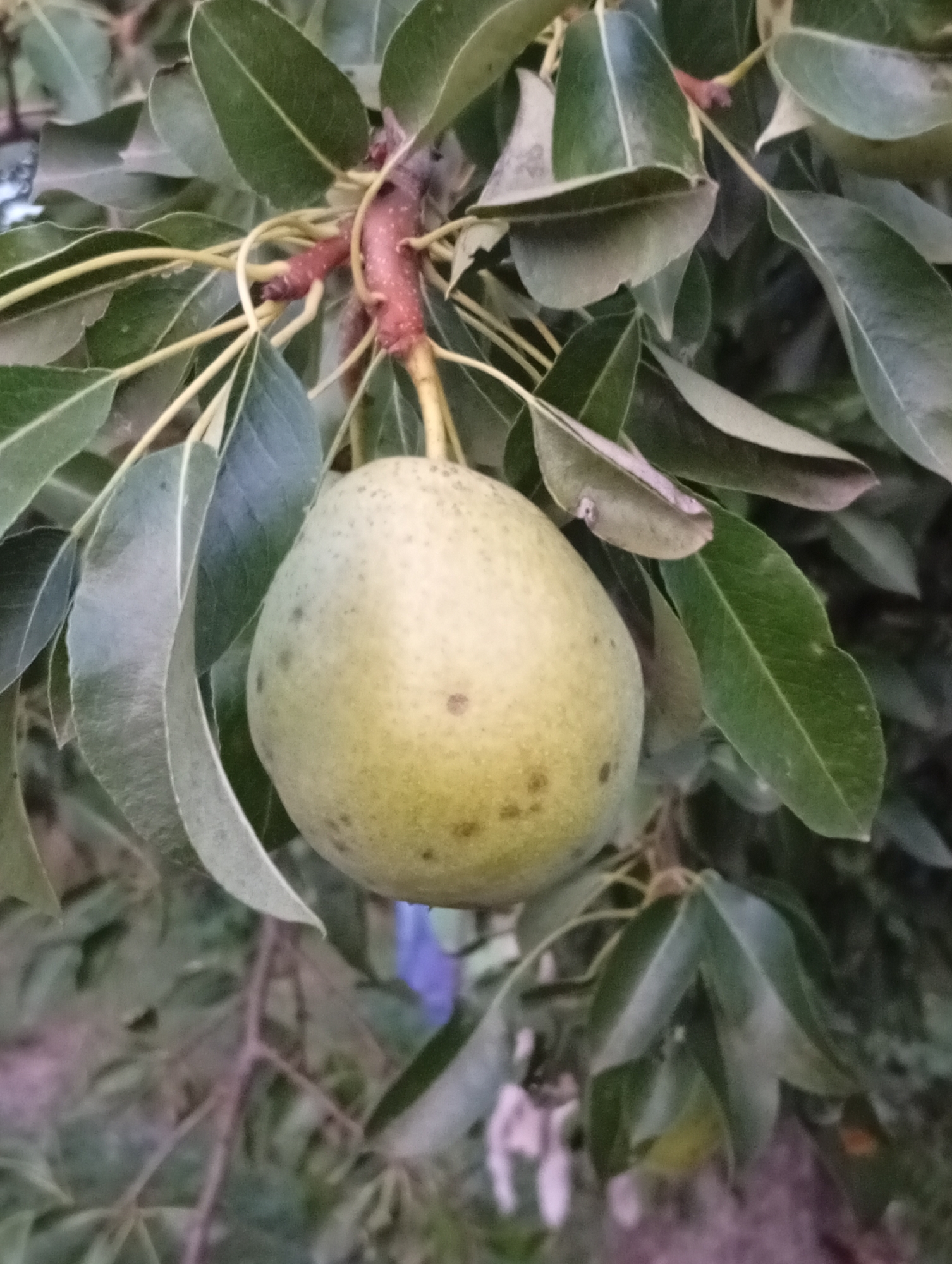 A close-up, eye-level, outdoor shot shows a single unripe pear hanging from a branch of a tree. The pear is light green with dark brown speckles. It is surrounded by numerous green leaves, some of which are out of focus. The branch it hangs from is thin and reddish-brown with small red dots. The background is blurred and appears to be a mix of foliage and possibly some distant structures, indicating an outdoor setting within an unspecified city.