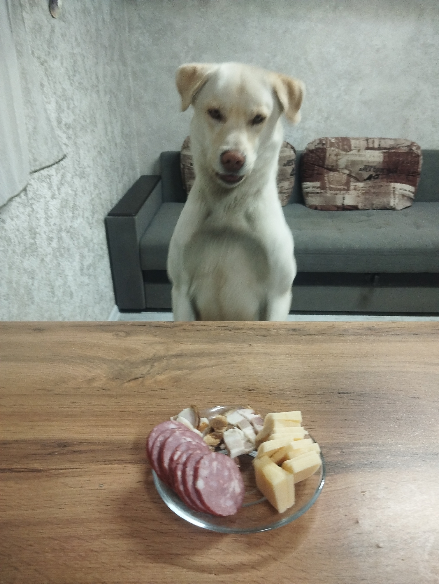 A medium shot depicts a light-colored dog standing on its hind legs behind a wooden table, its gaze directed at the table's surface. On the table sits a small, clear plate holding sliced salami, cubes of cheese, and diced bacon. In the background, a grey sofa with patterned cushions is visible, along with a textured wall. The scene is located in Grishanki, Russia.