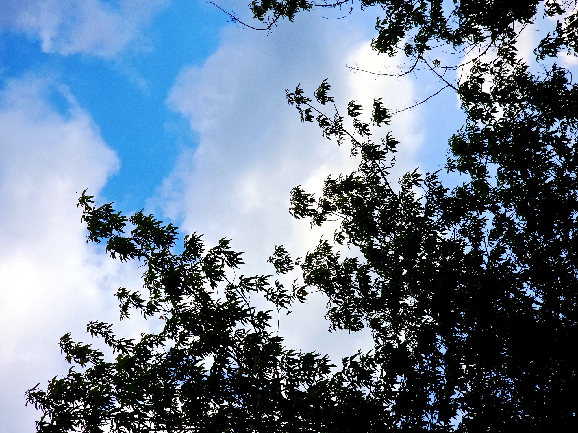 The media file presents an upward-looking view through a tree canopy, showcasing dark silhouettes of numerous leaves and branches against a vibrant sky. The dense foliage, predominantly in the upper and side portions of the frame, is heavily shadowed, creating sharp outlines of individual leaves and intricate branch patterns.
The sky, visible through the gaps in the leaves, features patches of bright blue interspersed with soft, white cumulus clouds. Clear blue areas dominate the central and upper-left sections, suggesting a sunny day. The clouds appear fluffy and scattered, indicating fair weather conditions.
The image captures a tranquil outdoor scene during daytime, likely with the sun positioned behind or above the tree, creating the strong backlighting effect on the foliage. There are no people, explicit activities, or man-made objects visible. No text is present in the image. The setting suggests a natural environment such as a park, forest, or garden.