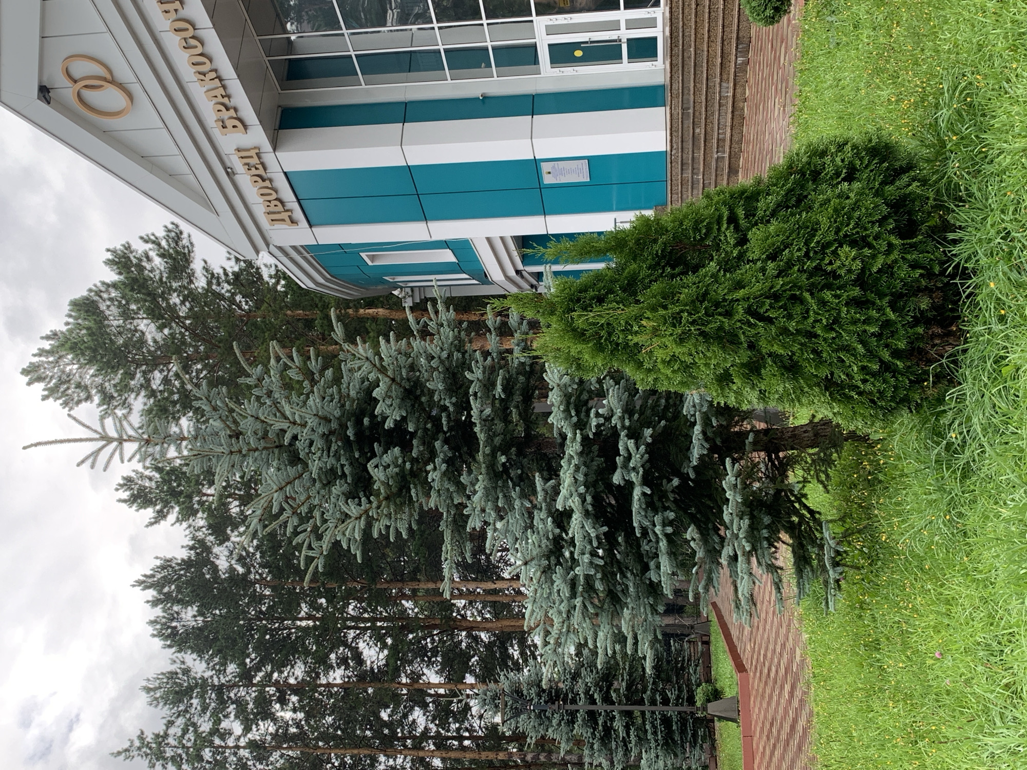 The image shows the Palace of Weddings in Prokopyevsk, Russia, on an overcast day. In the foreground, there are lush green lawns with yellow wildflowers and two evergreen trees. One is a tall, mature blue spruce, and the other is a conical cedar. Behind them, a paved pathway made of reddish-brown bricks leads to a building with a striking facade. The building features white and teal vertical panels and large glass windows and doors. Above the entrance, golden letters spell out "ДВОРЕЦ БРАКОСОЧЕТАНИЯ," which translates to "Palace of Weddings," and two intertwined gold rings are mounted on the building's facade. A line of tall, slender pine trees forms a backdrop to the scene. There are no people visible in the image.