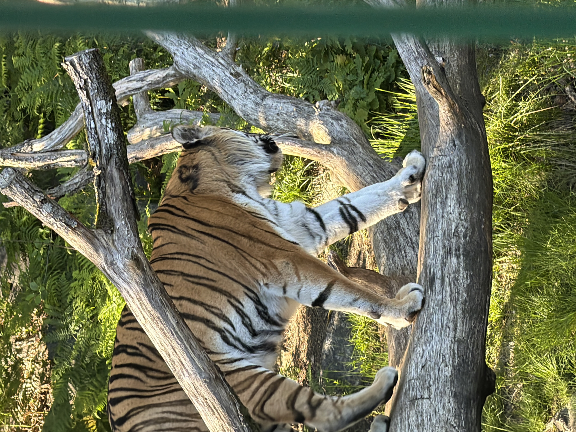 An adult tiger, characterized by its vibrant orange fur with distinct black stripes and white underparts, is captured walking across a large, weathered wooden log. The tiger moves from left to right with its head slightly lowered. The scene is set outdoors, likely within an animal enclosure at a zoo or wildlife park in Kristiansand, Norway. In the background, dense green foliage, predominantly ferns, is visible under natural sunlight, creating a lush environment. Several other bark-stripped tree branches and logs are arranged around the main log, contributing to the textured environment. A vertical green bar, indicative of a fence or enclosure barrier, is partially visible along the far right edge of the frame. No people are visible.
