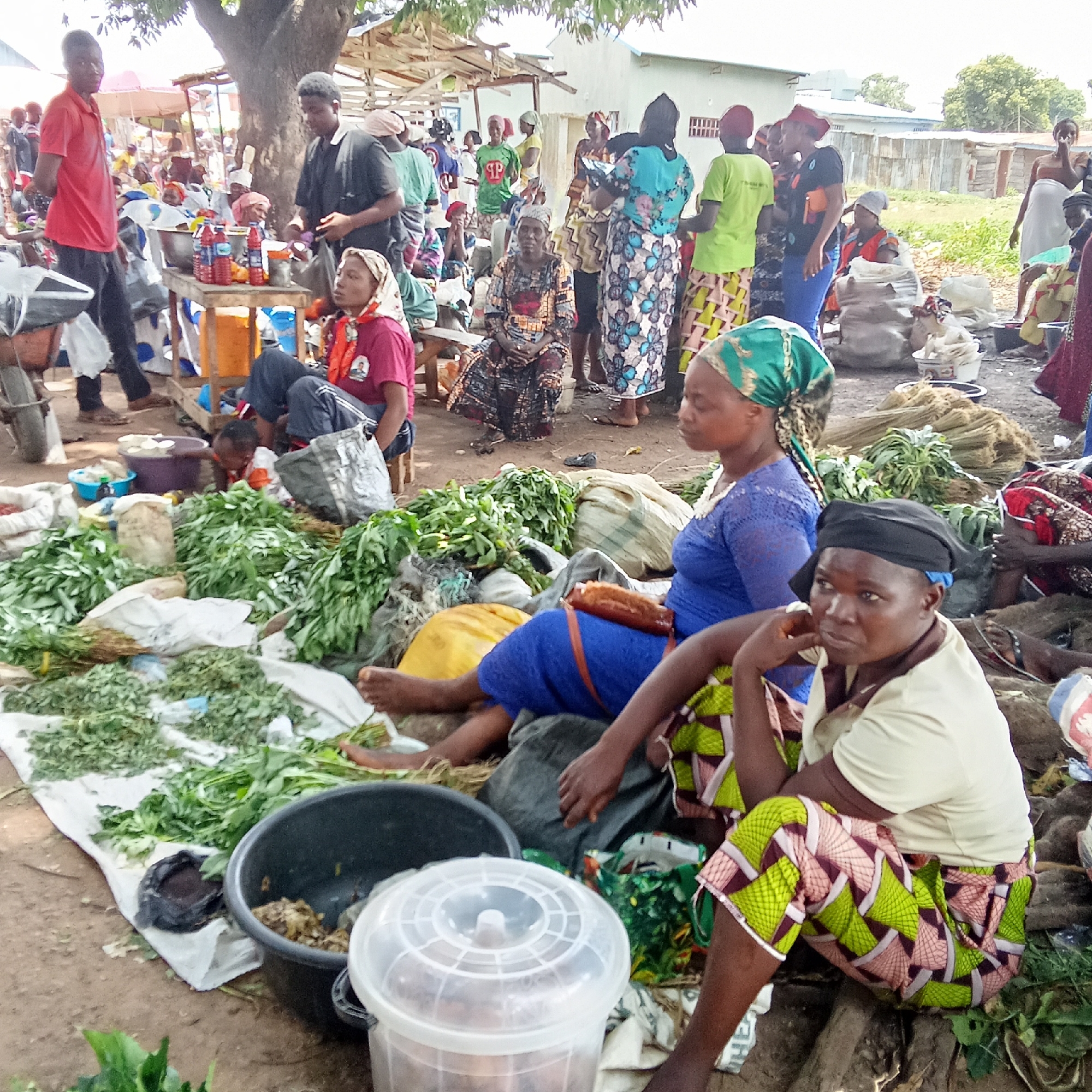 The image depicts a bustling market scene in Akwanga, Nigeria. Women are seated amongst piles of leafy green vegetables, presumably for sale. One woman in a blue dress sits barefoot on a yellow sack, while another in a cream-colored top and patterned shorts rests with her hand to her face. Nearby, a black bucket and a clear plastic container sit amongst the produce. In the background, numerous people mill about, including vendors at stalls and shoppers. A red-shirted man walks through the scene. Structures with corrugated roofing are visible in the distance. The overall impression is of a busy, vibrant outdoor marketplace.