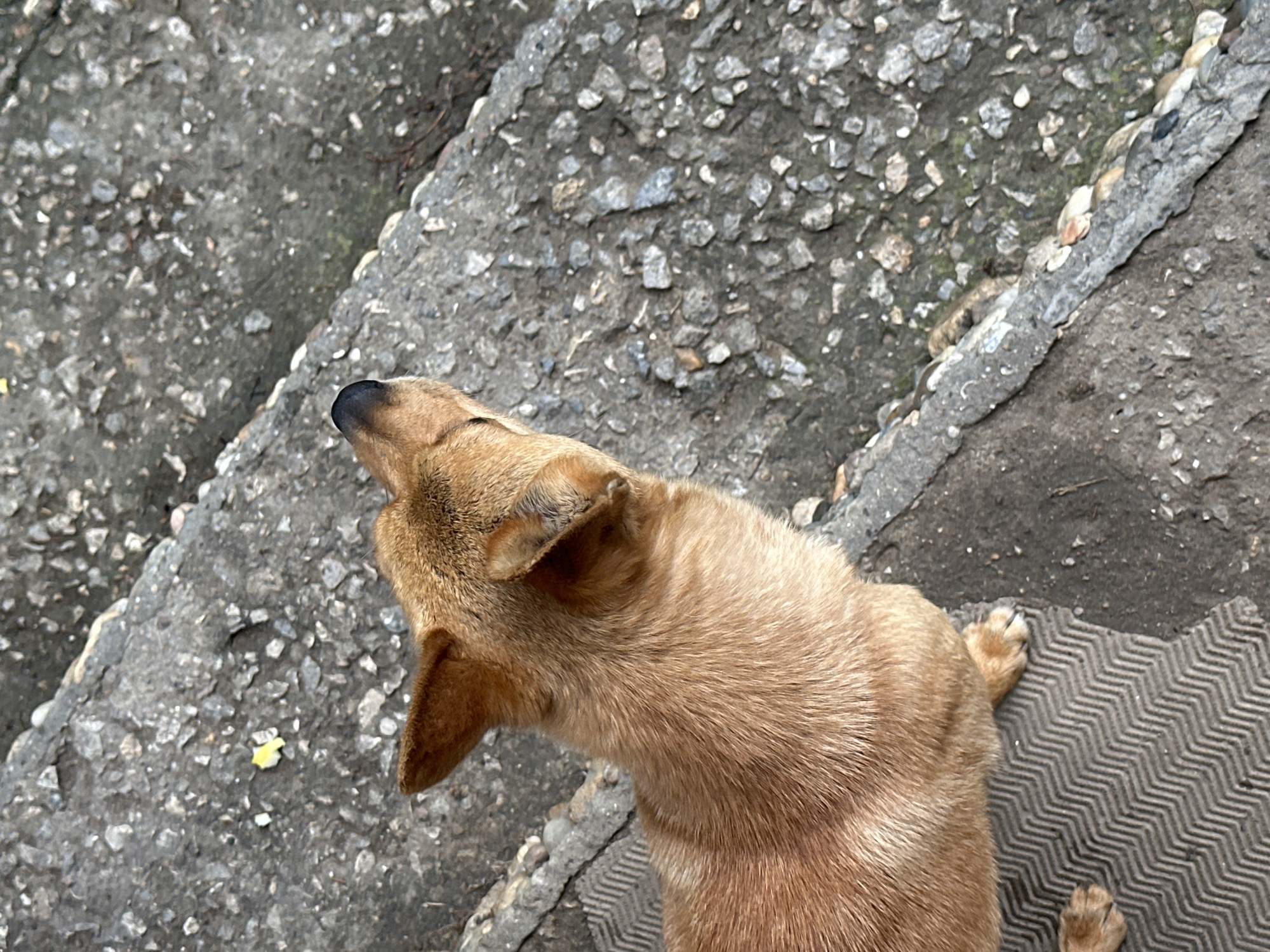 A tan dog stands on a patterned mat next to concrete stairs, its head raised. The location is Slavyani, Bulgaria.