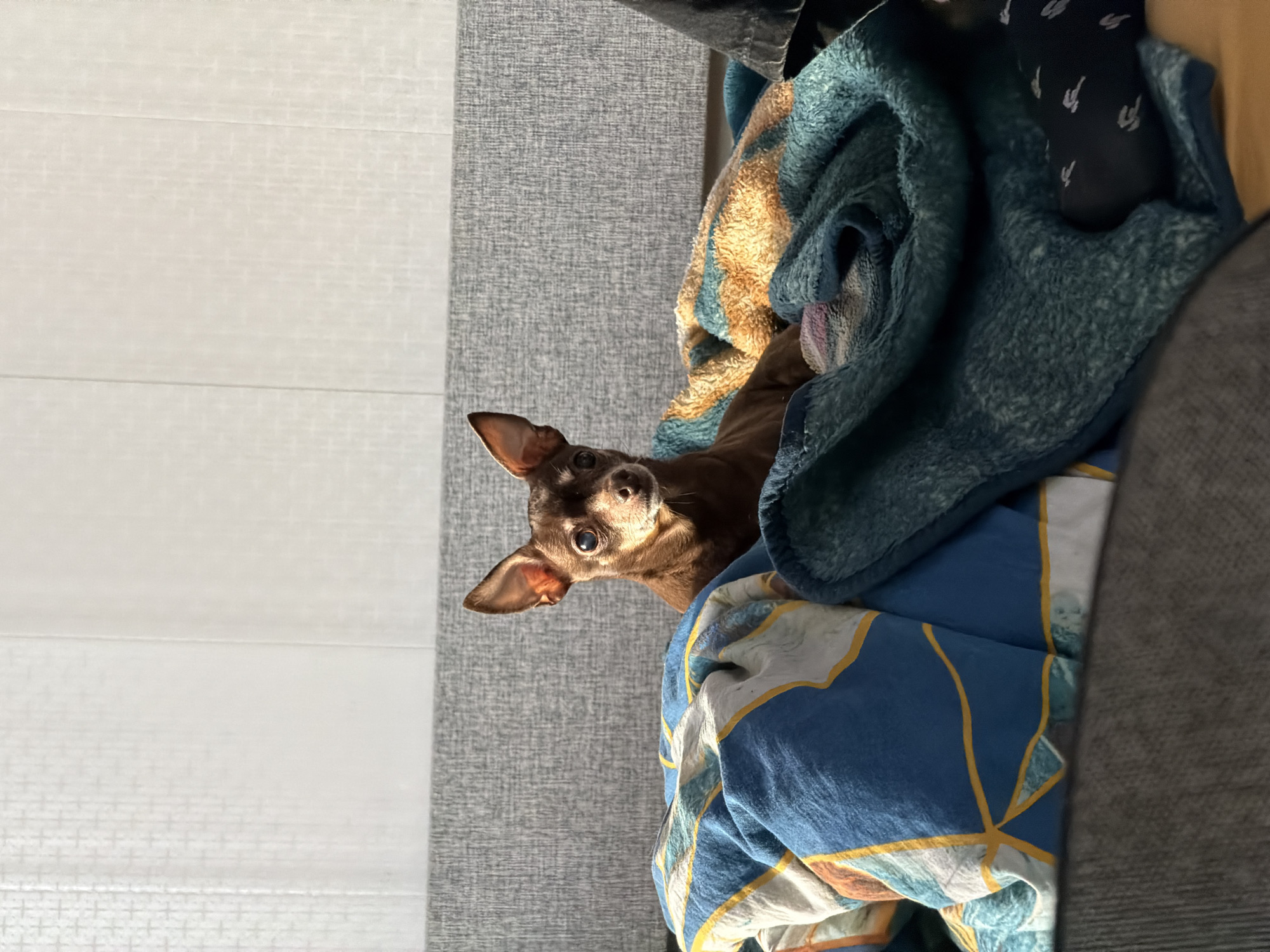 A brown chihuahua is nestled within a pile of blankets. The blankets are a mix of colors and textures, including shades of blue, green, and brown. The dog is positioned on the right side of the frame, its head tilted, with alert eyes gazing towards the viewer. To the left of the dog, there's a gray textured surface, likely a couch or wall. The background features a white textured wall. The location is not specified in the provided context and cannot be deduced from the image.