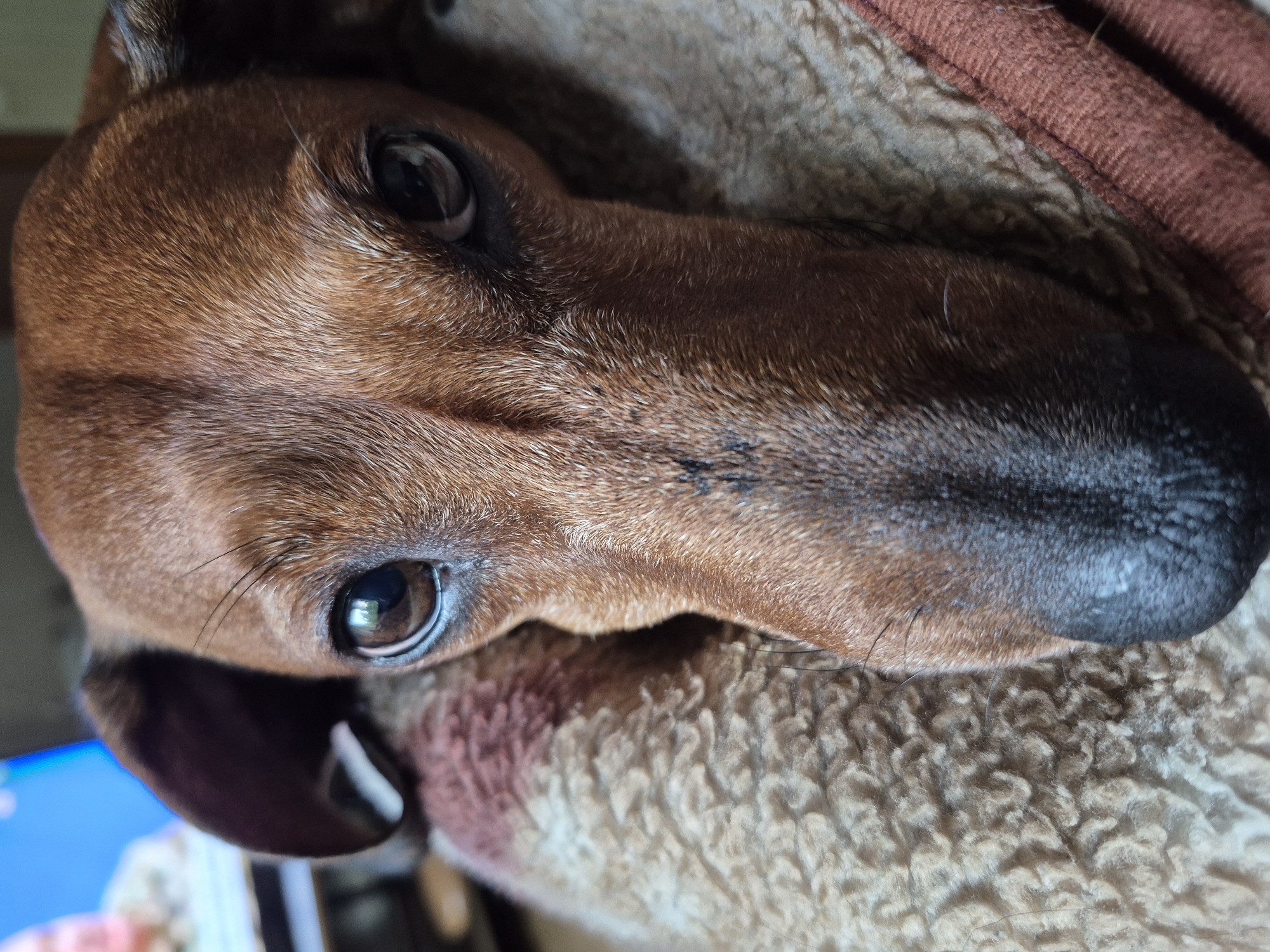 The image is a close-up, low-angle shot of a tan dachshund's head. The dog is lying down, its head resting on a textured blanket with reddish-brown and beige patterns. The dog's fur is short and smooth, with darker markings around its eyes and ears. Its eyes are dark brown and reflective, and its nose is black and wet. The background is blurred, but appears to show a television screen in the upper left corner, displaying a person. There is no visible indication of the specific location within Liperi, Finland.