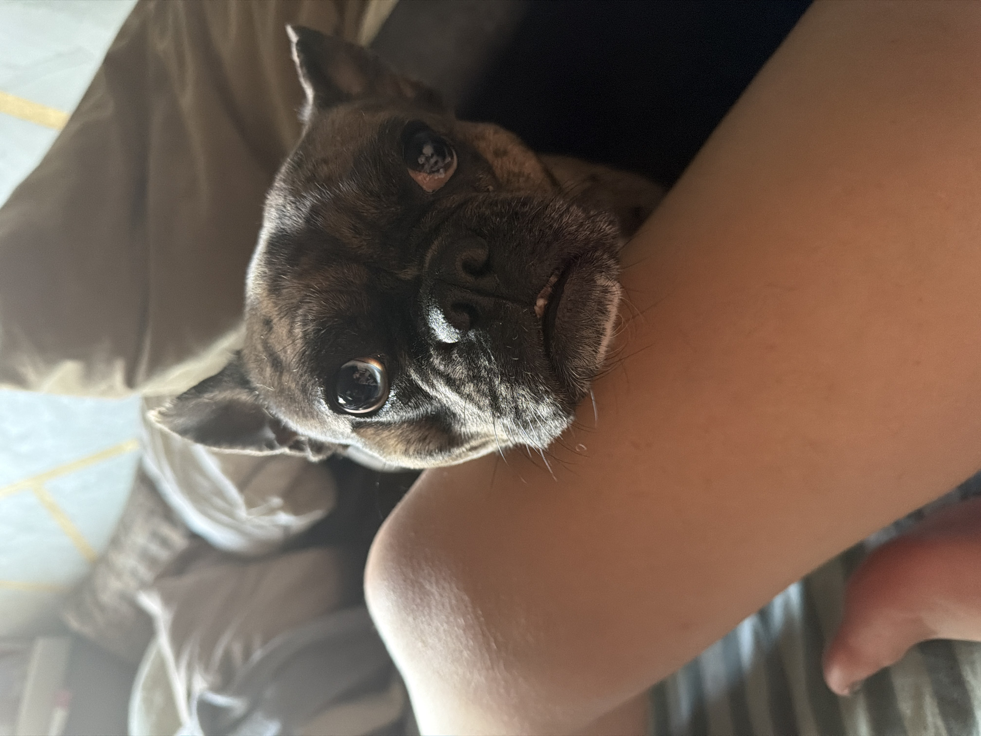 A brindle-patterned French Bulldog is captured in a close-up, diagonal shot, looking directly at the camera with wide, dark eyes. The dog's face, including its dark nose and slightly visible teeth, is prominent, framed by its erect ears. One of the dog's eyes shows a small, light-colored patch or growth on the inner corner. The dog is positioned against a person's light-skinned arm or leg, which occupies the lower right portion of the frame. The person's skin is smooth with faint lines visible, suggesting a close interaction or cuddle. In the background, to the upper left, there is soft, brown-khaki colored fabric, likely bedding or clothing, and a hint of a lighter, possibly striped pattern below the person's limb. The lighting is soft and natural, suggesting daytime indoors, with subtle highlights on the dog's fur and the person's skin. The overall scene conveys a sense of quiet companionship and affection. No text is visible in the image. The location context is Novocherkassk, Russia.