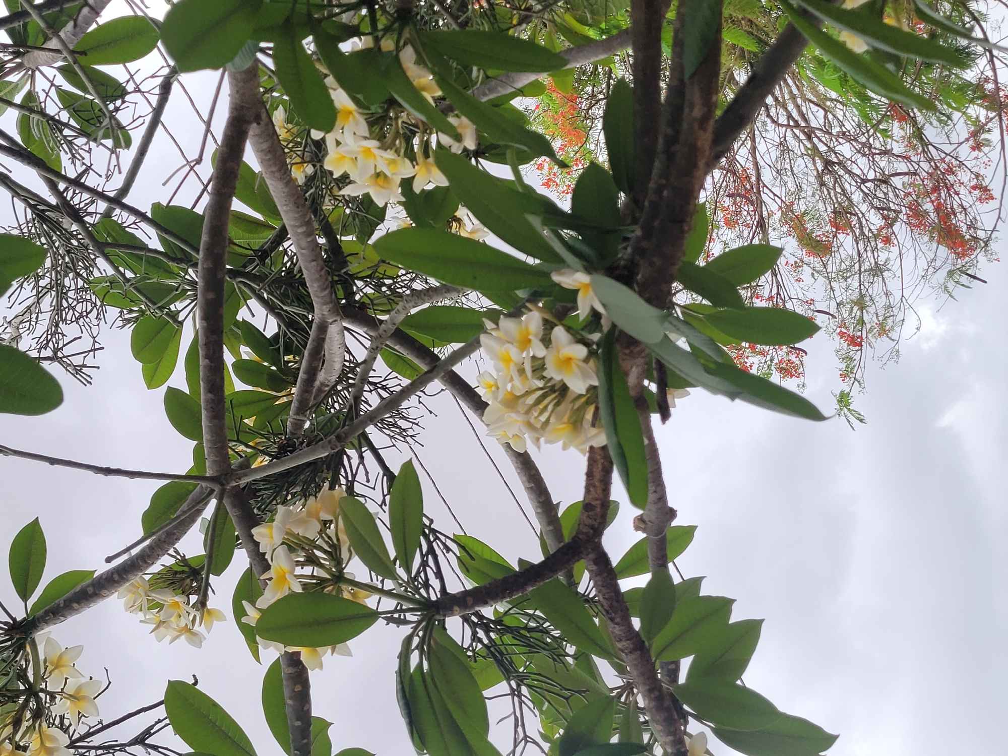 The image displays an upward view through the canopy of two distinct trees against an overcast sky. In the foreground and midground, thick, dark-brown branches of a tree with numerous clusters of white flowers featuring yellow centers are prominent. This tree also has lush, oval-shaped green leaves. Behind and intertwined with these branches, particularly towards the upper and lower right of the frame, another tree with finer, more delicate branches and small, bright red or orange flowers or buds can be seen.
The sky, visible through the gaps in the foliage, is a uniform light grey, indicating an overcast daytime condition without direct sunlight. The perspective is from beneath the trees, looking upwards through their intertwining branches and leaves. No human activity, man-made objects, or text are visible in the scene. The tranquil natural setting, featuring these tropical flowering trees, is consistent with the location context of Jos, Nigeria.