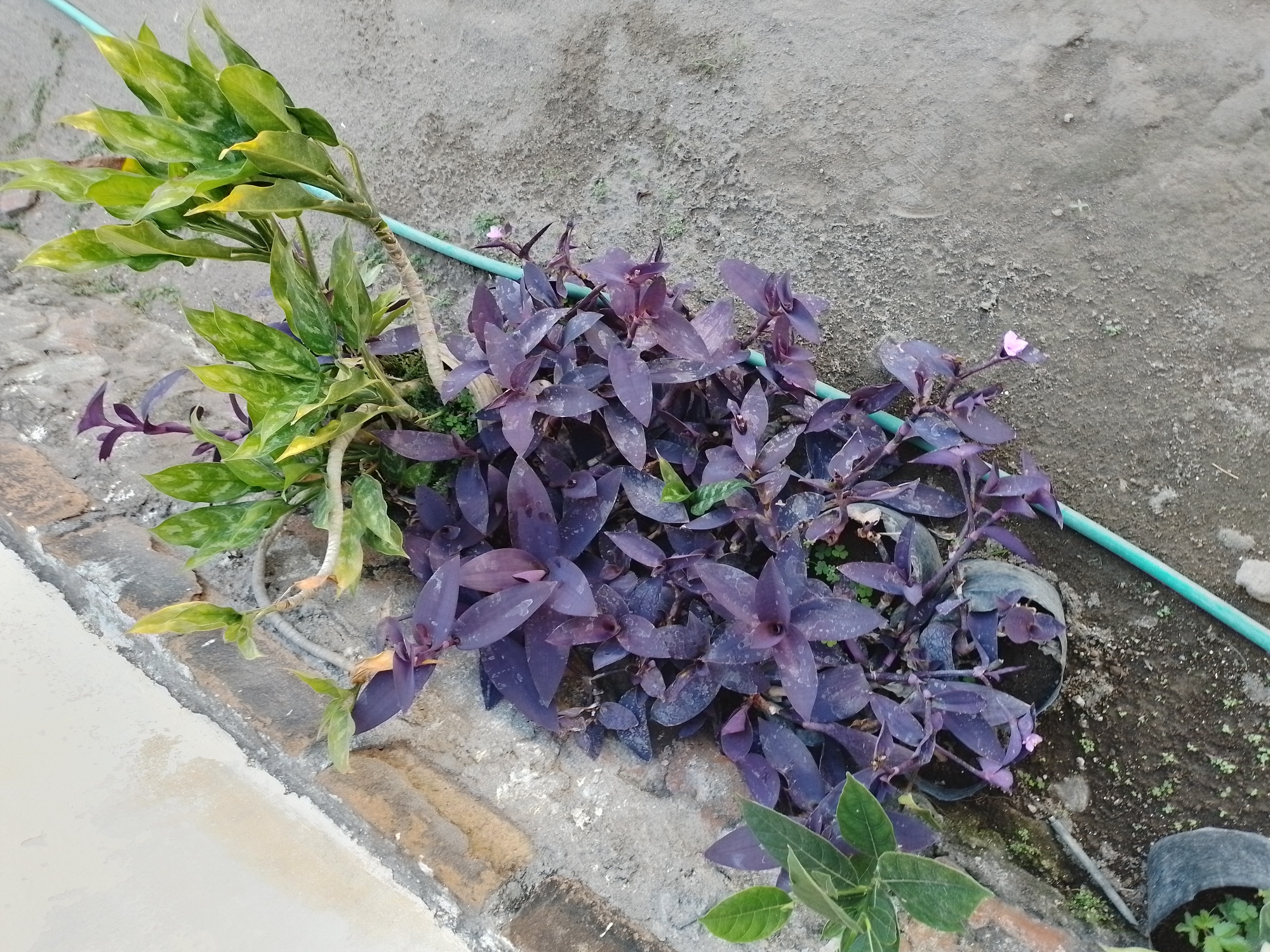 This is a high-angle, eye-level shot of several potted plants in front of a brick wall and a sandy ground. The plants are a mix of leafy green and deep purple varieties. The purple plants, likely a type of Tradescantia, are bushy and sprawling, with ovate leaves. There's also a green leafy plant with variegated leaves, possibly a Dieffenbachia, growing behind the purple ones. A thin, turquoise-colored hose runs through the scene, snaking across the ground and near the plants. The ground appears to be a mixture of sand and dirt, with some small green shoots visible. In the lower left corner, another potted plant with lighter green leaves is partially visible, and a small pink flower blooms amongst the purple foliage. The brick wall in the background shows signs of age with a rough, uneven texture and some peeling paint on the adjacent lighter colored wall. The scene appears to be an outdoor setting, possibly a garden or a pathway, in the city of Ngancar, Indonesia. There are no people visible in the image.