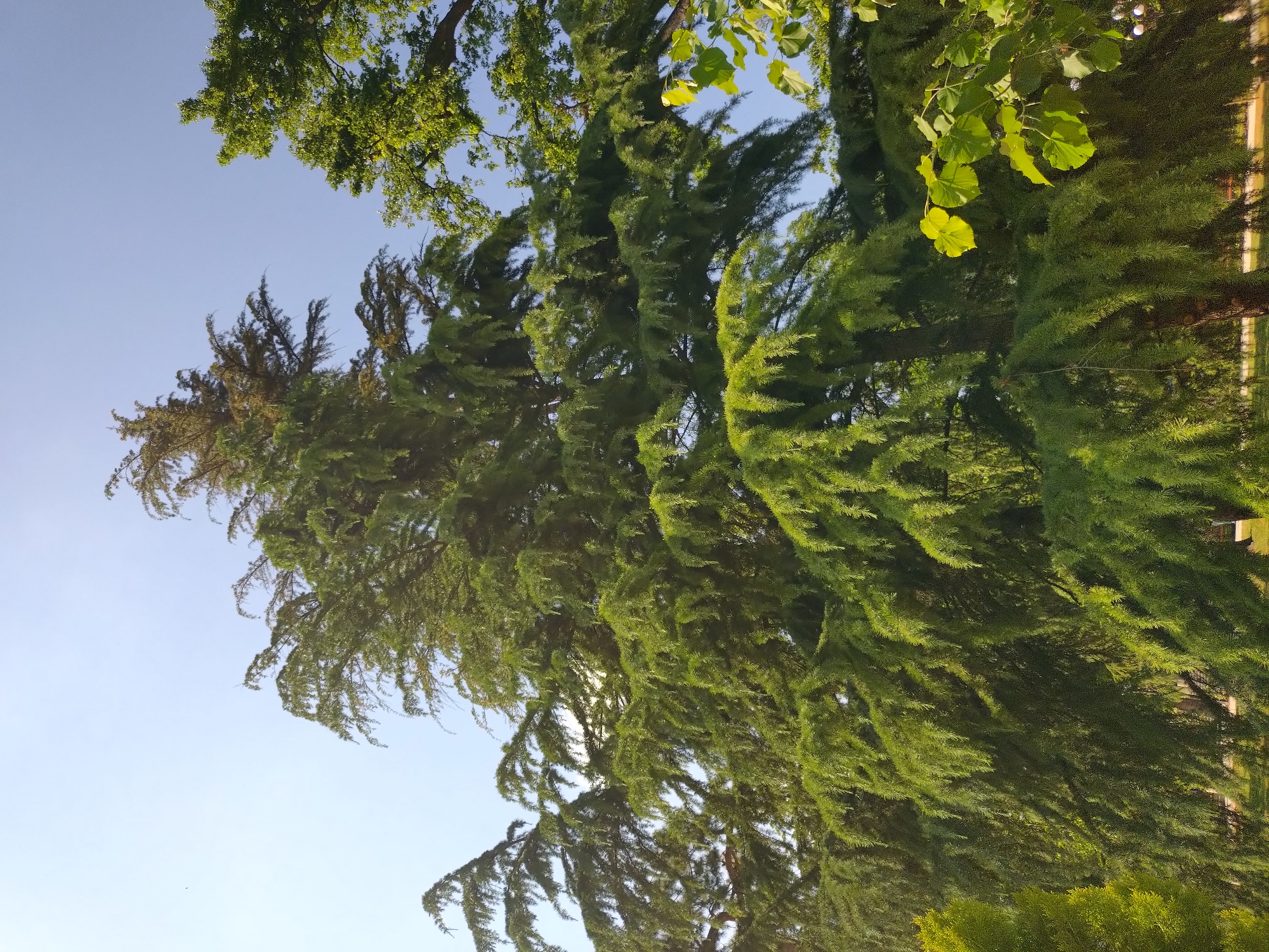 The image displays a vibrant, sunlit view of dense tree canopies against a clear blue sky, oriented to show the sky at the top and foliage below. The primary subject is a large tree with abundant, finely textured, dark green foliage, resembling needles or feathery fronds, which dominates the central and lower portions of the frame. Its branches extend widely, displaying various shades of green, with some areas brightly lit by the sun and others in deeper shadow.
In the upper left and right, and along the very top edge, branches from at least one other tree species are visible, characterized by broader, lighter green, possibly lobed leaves. These leaves are brightly illuminated, creating a contrast with the darker, dense foliage below. A smaller, lighter green shrub or bush can be seen towards the bottom right.
The sky is a clear, cloudless blue, suggesting good weather conditions. The strong, direct sunlight filtering through and reflecting off the leaves indicates it is daytime, likely late morning or early afternoon. The scene depicts a serene, natural environment, consistent with a park or a large garden setting. No people, animals, or specific activities are visible. A faint, blurry outline of what might be a building or fence can be discerned through the foliage on the right side of the image. There is no visible text. The location context for this scene is Stara Zagora, Bulgaria.