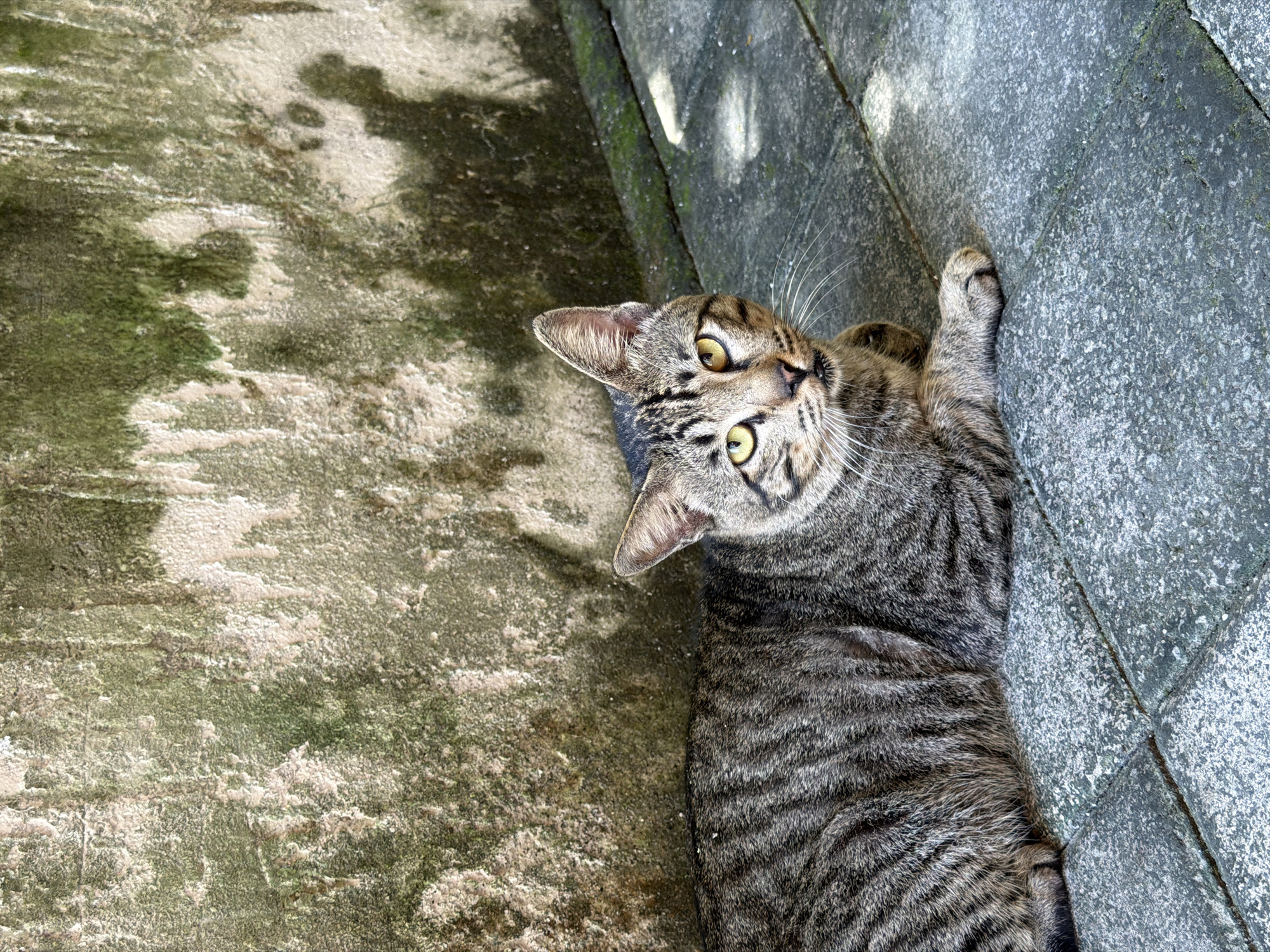 A tabby cat lies on its side, looking directly upwards with wide, curious yellow-green eyes. The cat has short, striped fur in shades of brown, grey, and black, with prominent white whiskers fanning out from its muzzle. Its left ear is visible, perked up. One of its front paws is extended and resting against a rough, grey concrete wall or raised edge.
The setting appears to be outdoors on a sunny day, indicated by strong contrasts of light and shadow on the surfaces. The ground where the cat is resting is a textured concrete surface, heavily mottled with patches of green moss or algae, suggesting a damp or shaded environment over time. Shadows are cast onto both the ground and the wall from an unseen source above or beside the cat. The overall scene conveys a moment of a cat observing its surroundings in a relaxed but alert posture. No text is visible in the image. The location is North Kuta, Indonesia.