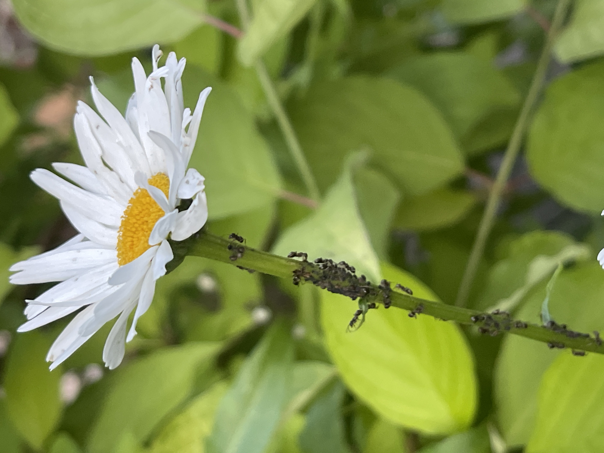 A close-up shot shows a daisy with white petals and a yellow center, its stem covered in a cluster of small, dark insects, likely aphids. The flower is partially obscured by lush green foliage, suggesting an outdoor setting in a garden or natural environment. The lighting appears to be natural daylight, possibly indicating it was taken during the day. The focus is on the flower and the infestation on its stem, creating a macro view of the scene. There is no visible text in the image. The overall impression is one of nature's details, highlighting the contrast between the delicate flower and the presence of pests.