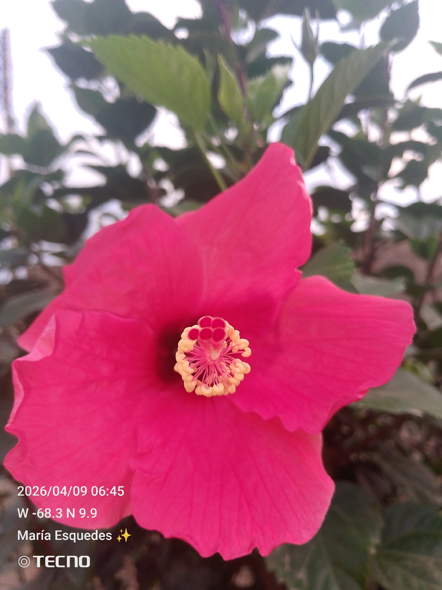 A close-up photograph shows a vibrant red hibiscus flower in full bloom, with its yellow and red reproductive structures prominently displayed at the center. The flower is surrounded by green leaves, and the background appears to be a mix of foliage and potentially a building or structure. The photograph includes timestamp and location data: "2026/04/09 06:45" indicates the date and time, and "W -68.3 N 9.9" provides geographic coordinates. The location is Tinaquillo, Venezuela. The name "María Esqueues" is also present, possibly indicating the photographer or person associated with the image. The "TECNO" logo suggests the photograph was taken with a Tecno mobile device.