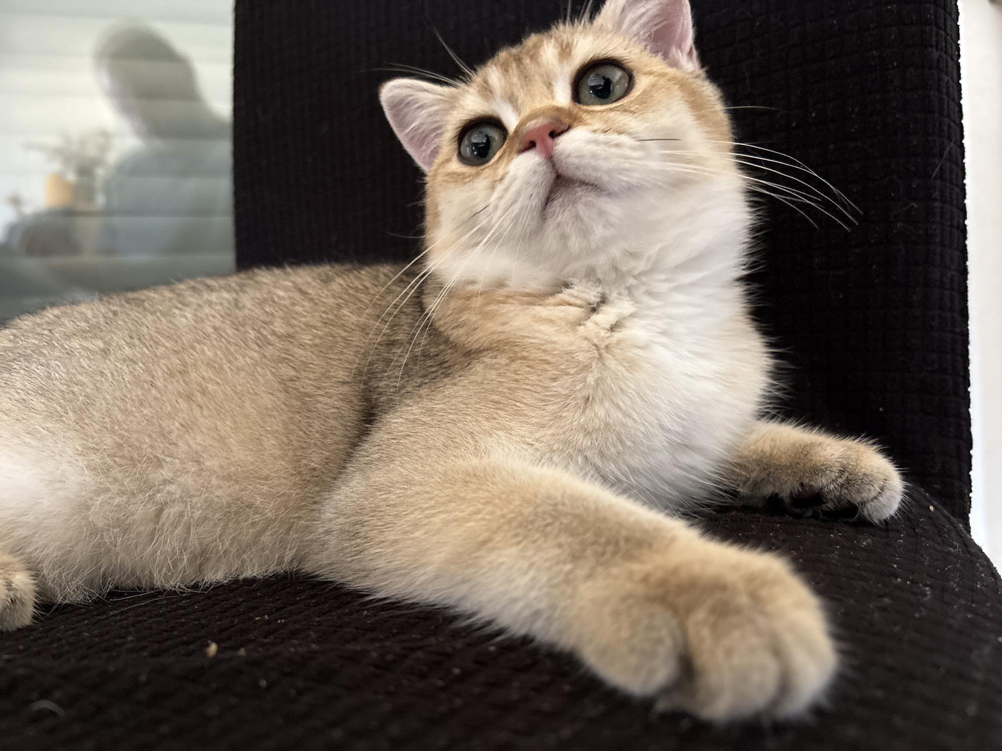 A golden-colored British Shorthair kitten is lying on a dark, textured surface, possibly a chair or cushion. The kitten's head is turned upwards, with large, green eyes gazing intently at something out of frame. Its pink nose is prominent, and its ears are perked. The kitten has soft, fluffy fur, with white markings on its chest and face. The background is blurred, but a faint reflection of a person can be seen in what appears to be a window or glass surface. The overall impression is one of curiosity and alertness. There is no information available to place this image in Bönnigheim, Germany.